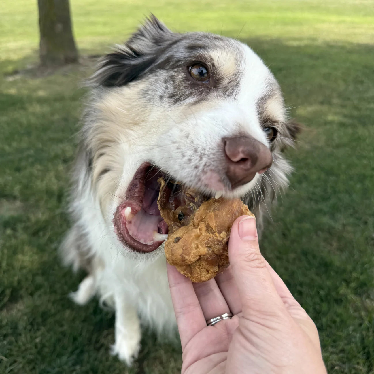 Bulk Bucket Cow Knee Caps