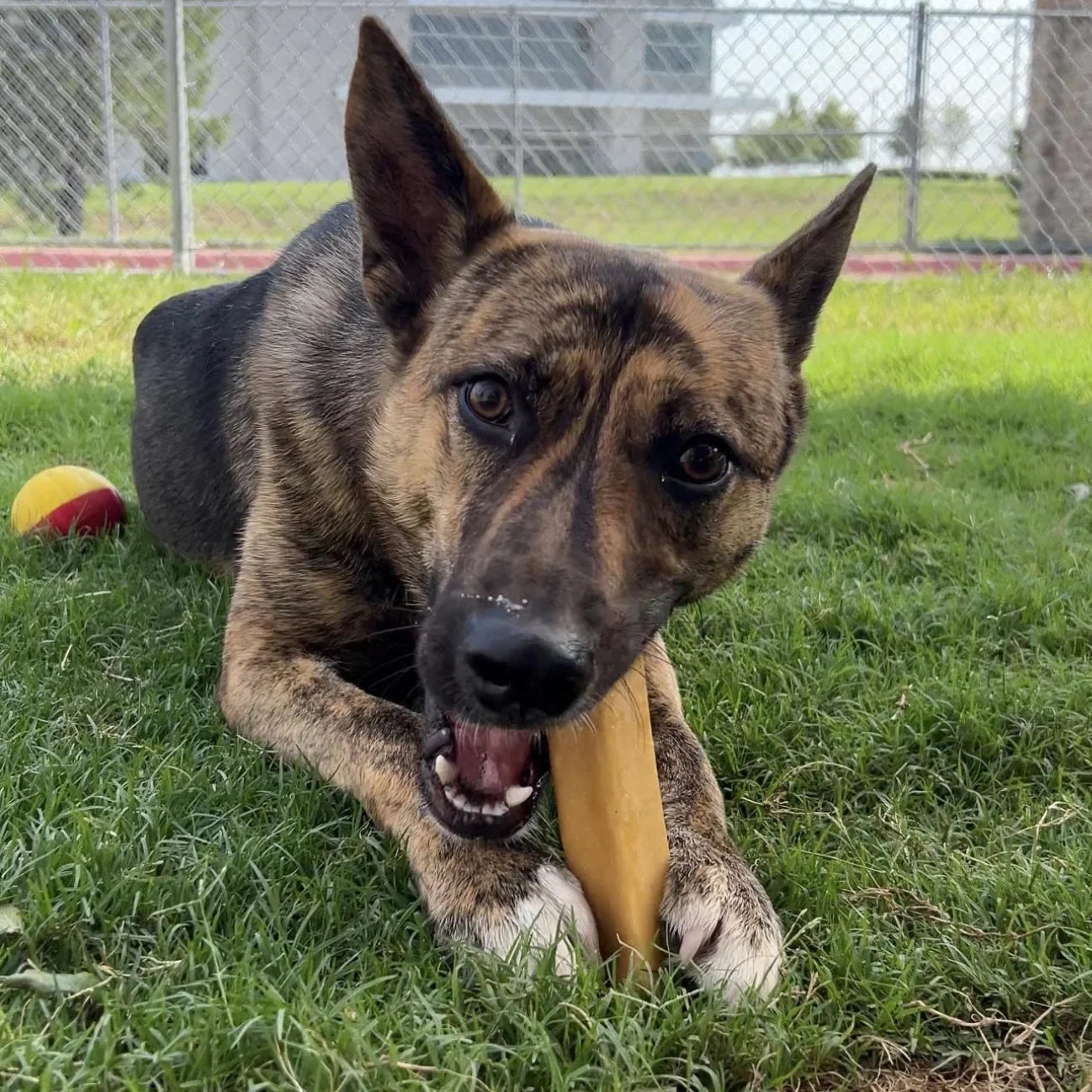 Bulk Bucket Large Yak Cheese Dog Chews