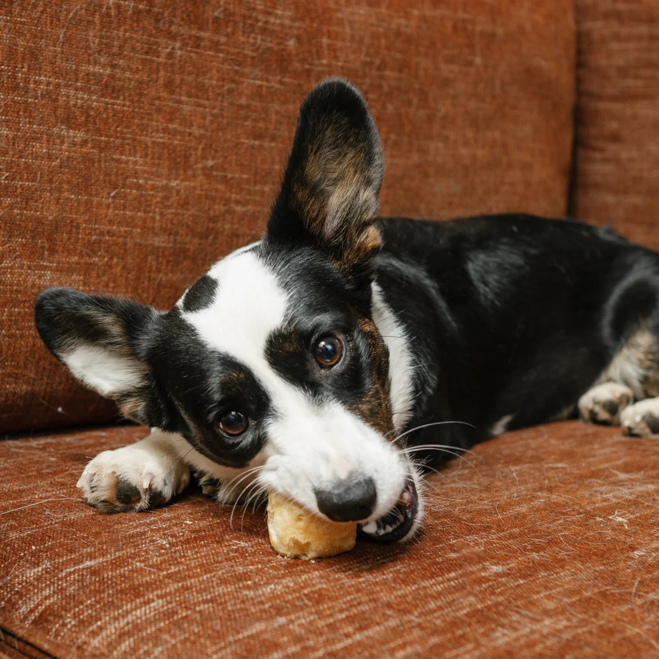 Bulk Bucket Yak Cheese Puffs