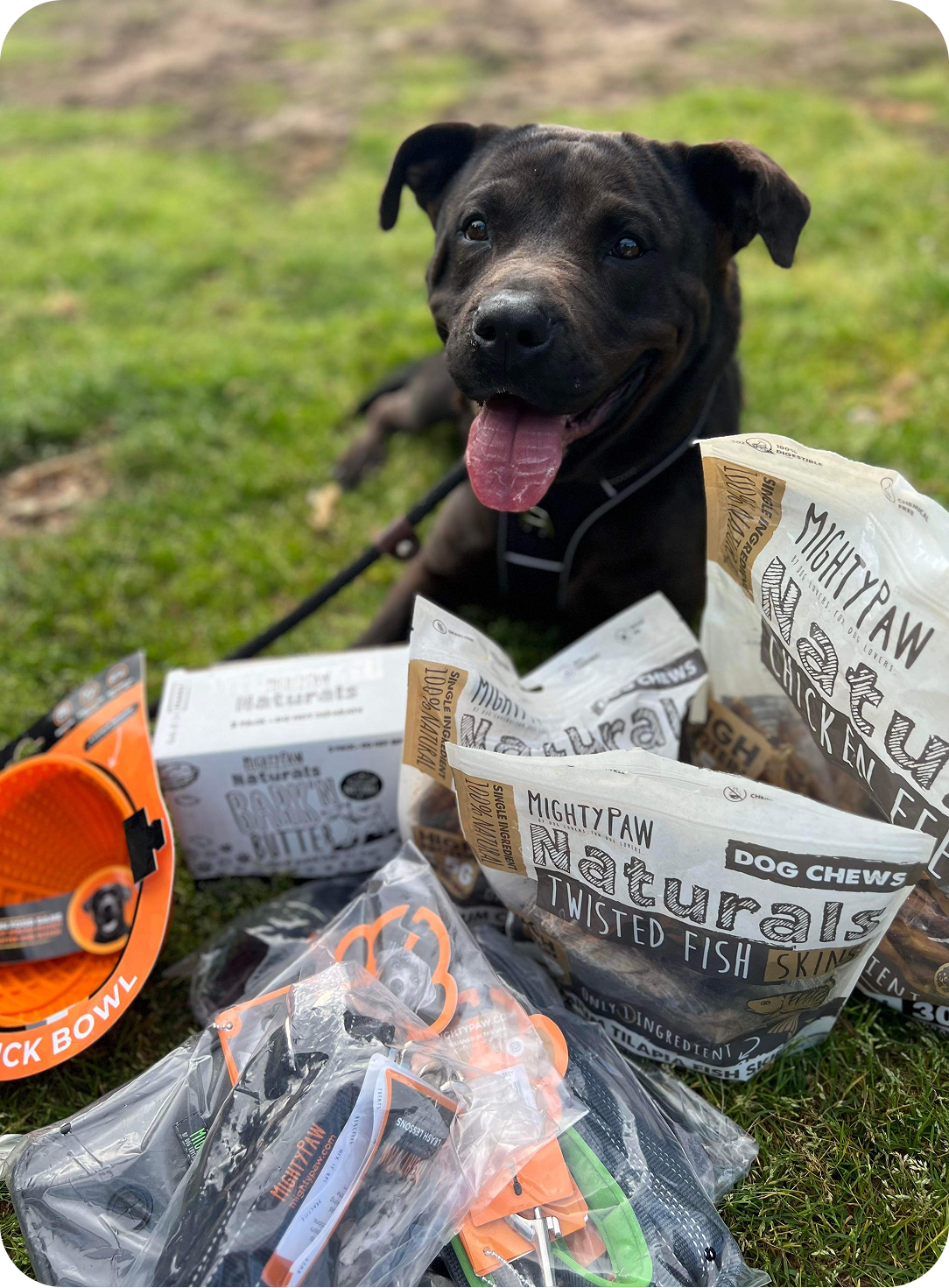 New Dog?We’ve Got You.