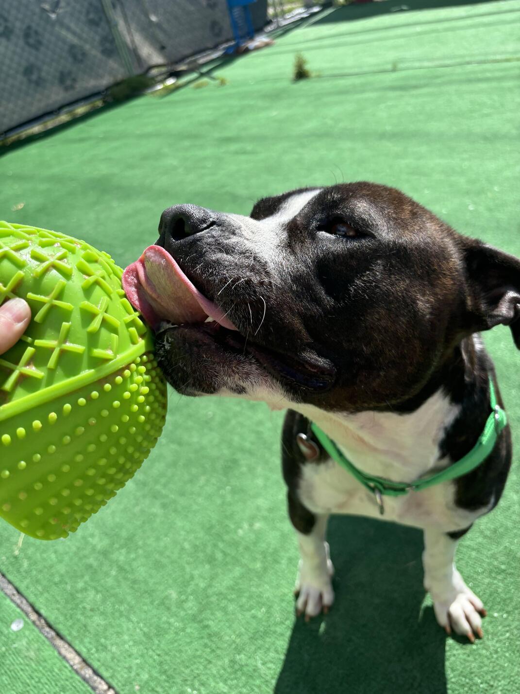 Showcase Rescue Dogs as Mighty Paw Models