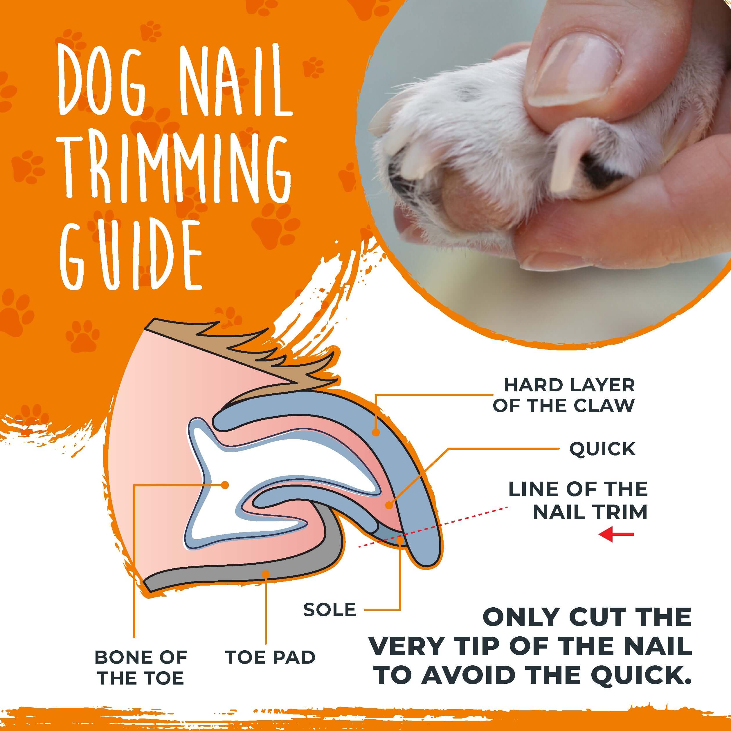 Professional Nail Clippers