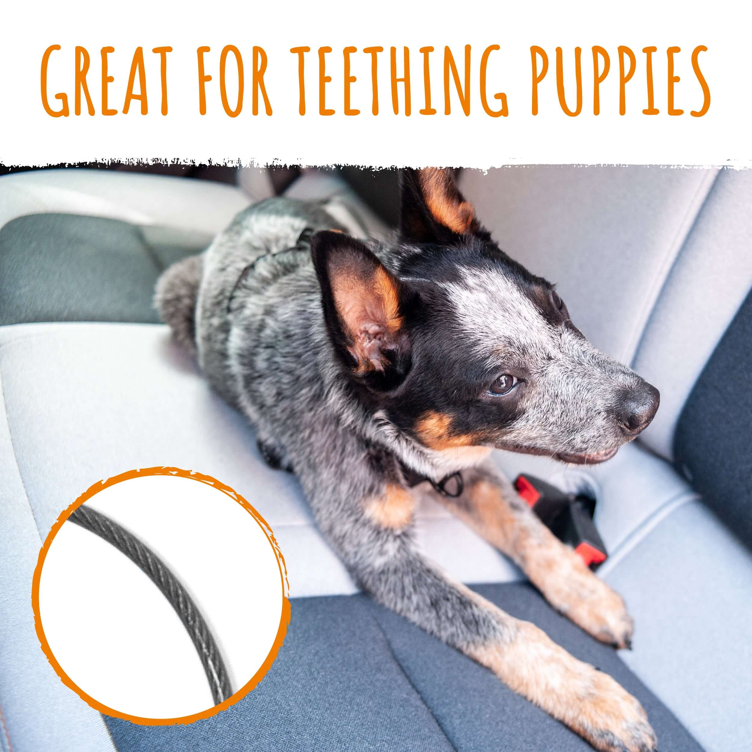 Chew-Proof Car Safety Belt