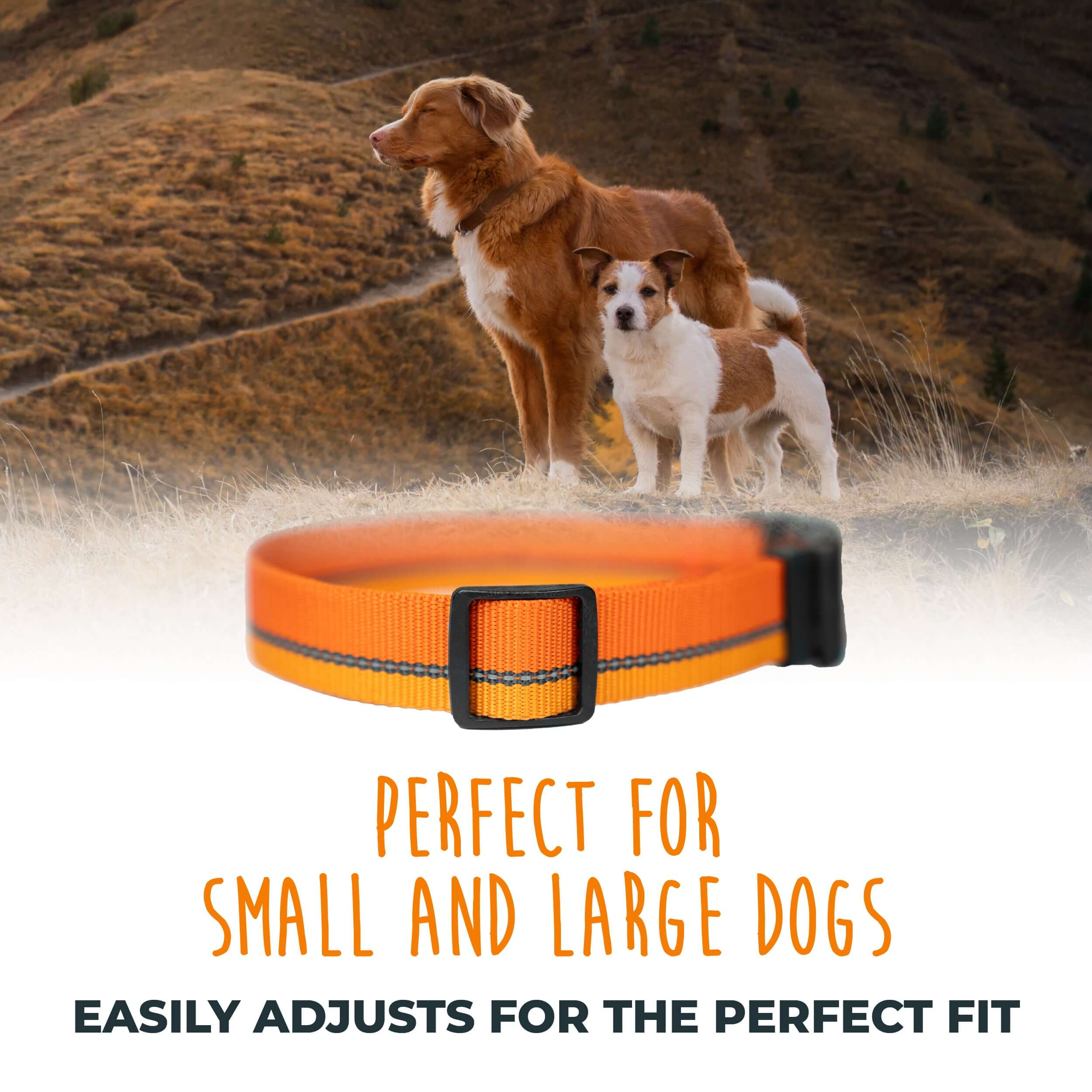 Standard Reflective Colorblast Dog Collar