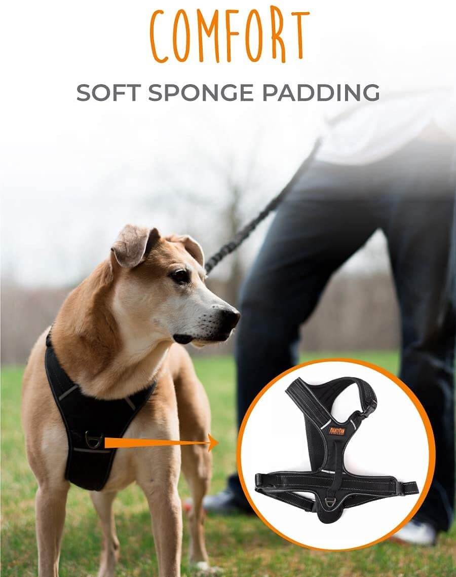 Sport Dog Harness With Neck Buckle