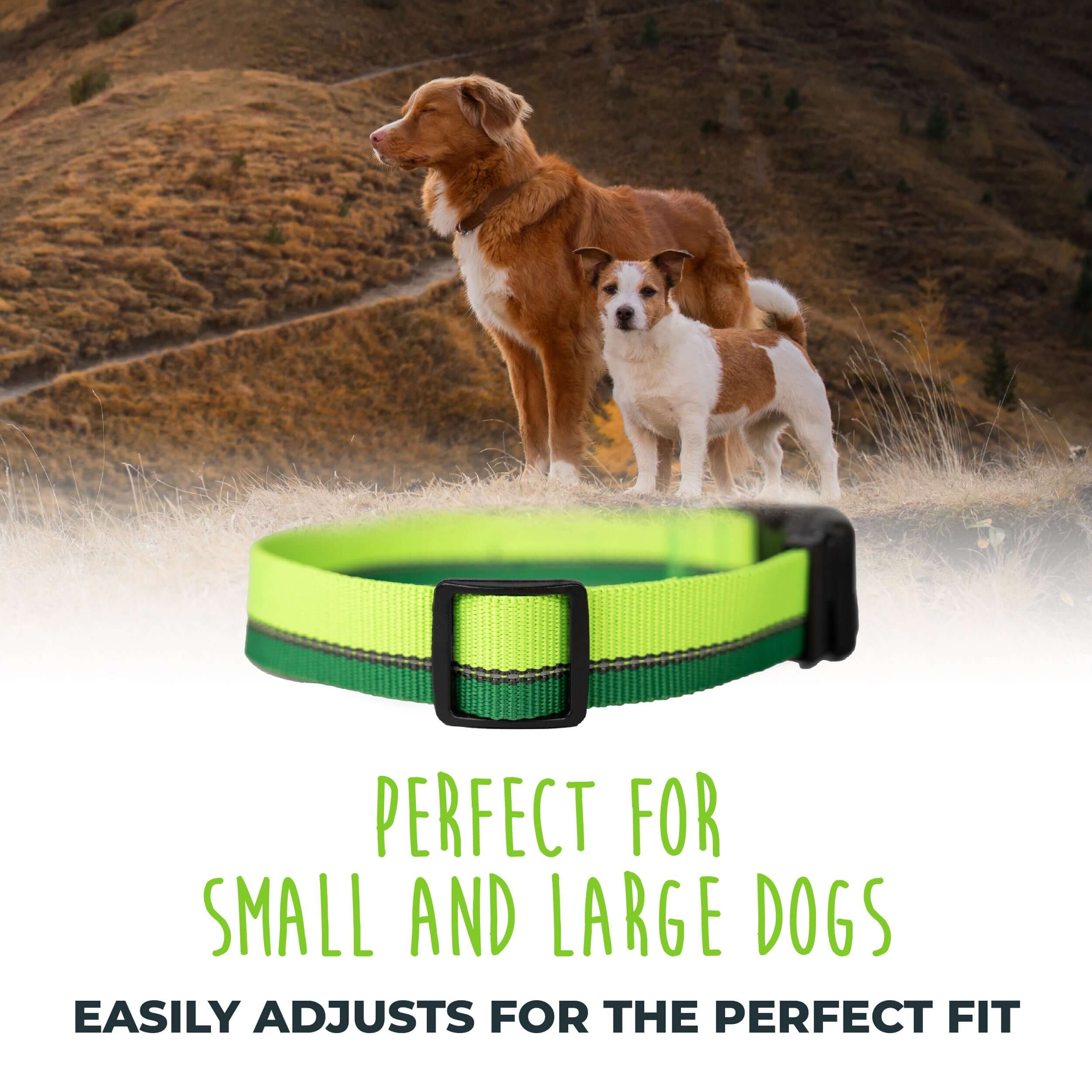 Standard Reflective Colorblast Dog Collar