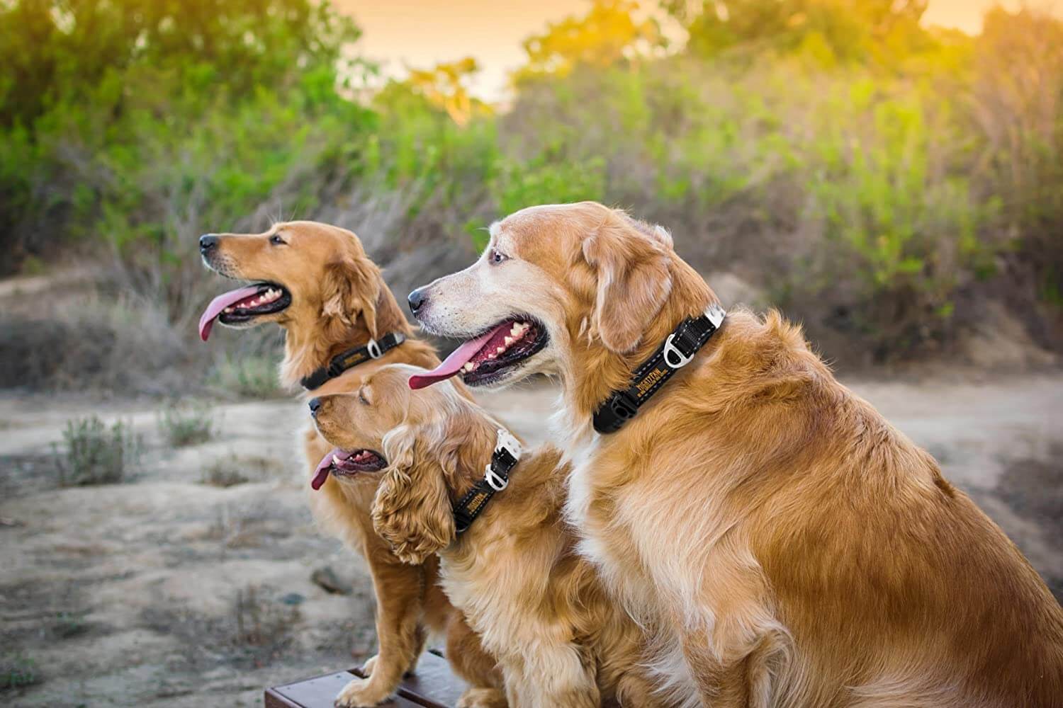 All-Metal Hardware Dog Collar