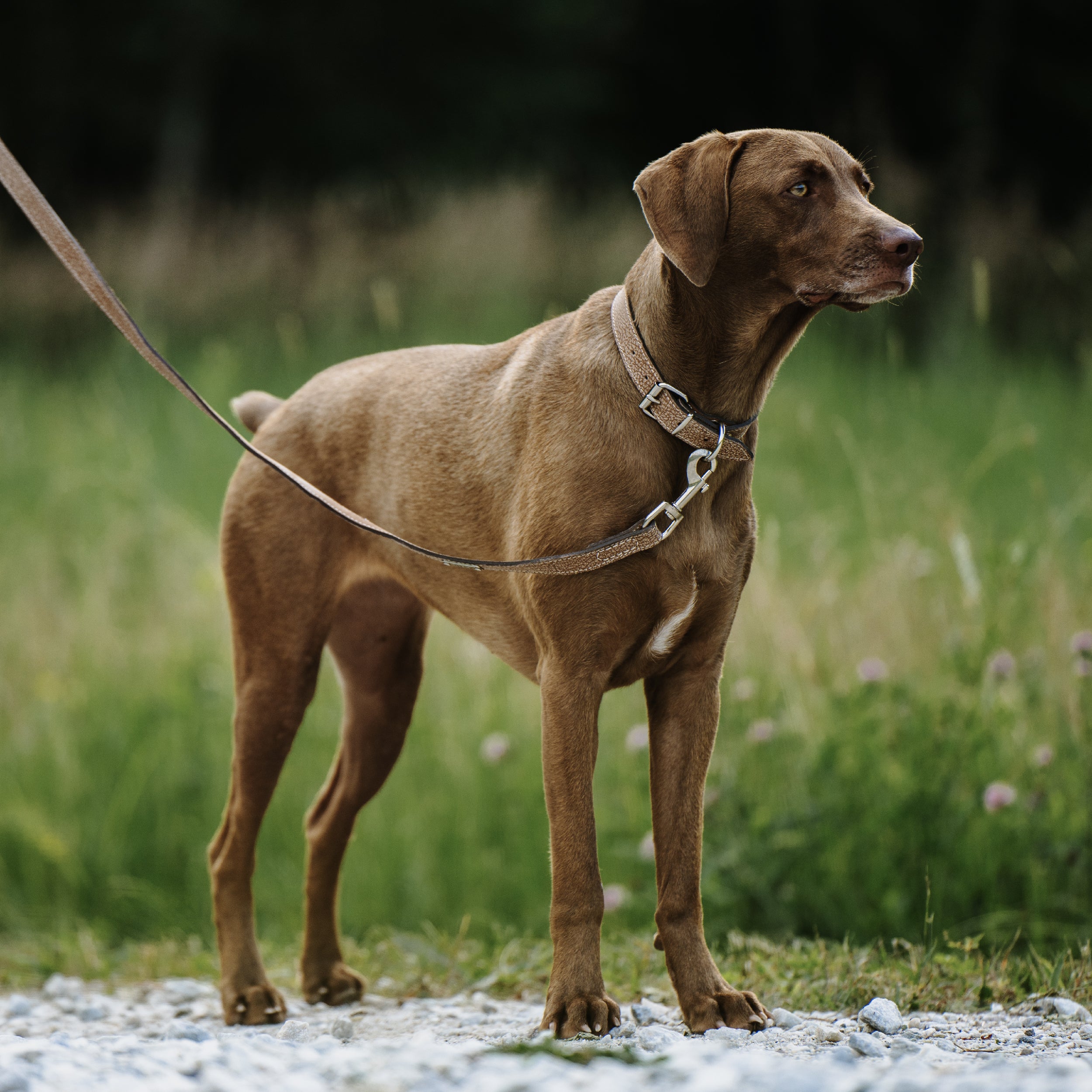 Distressed Leather Leash