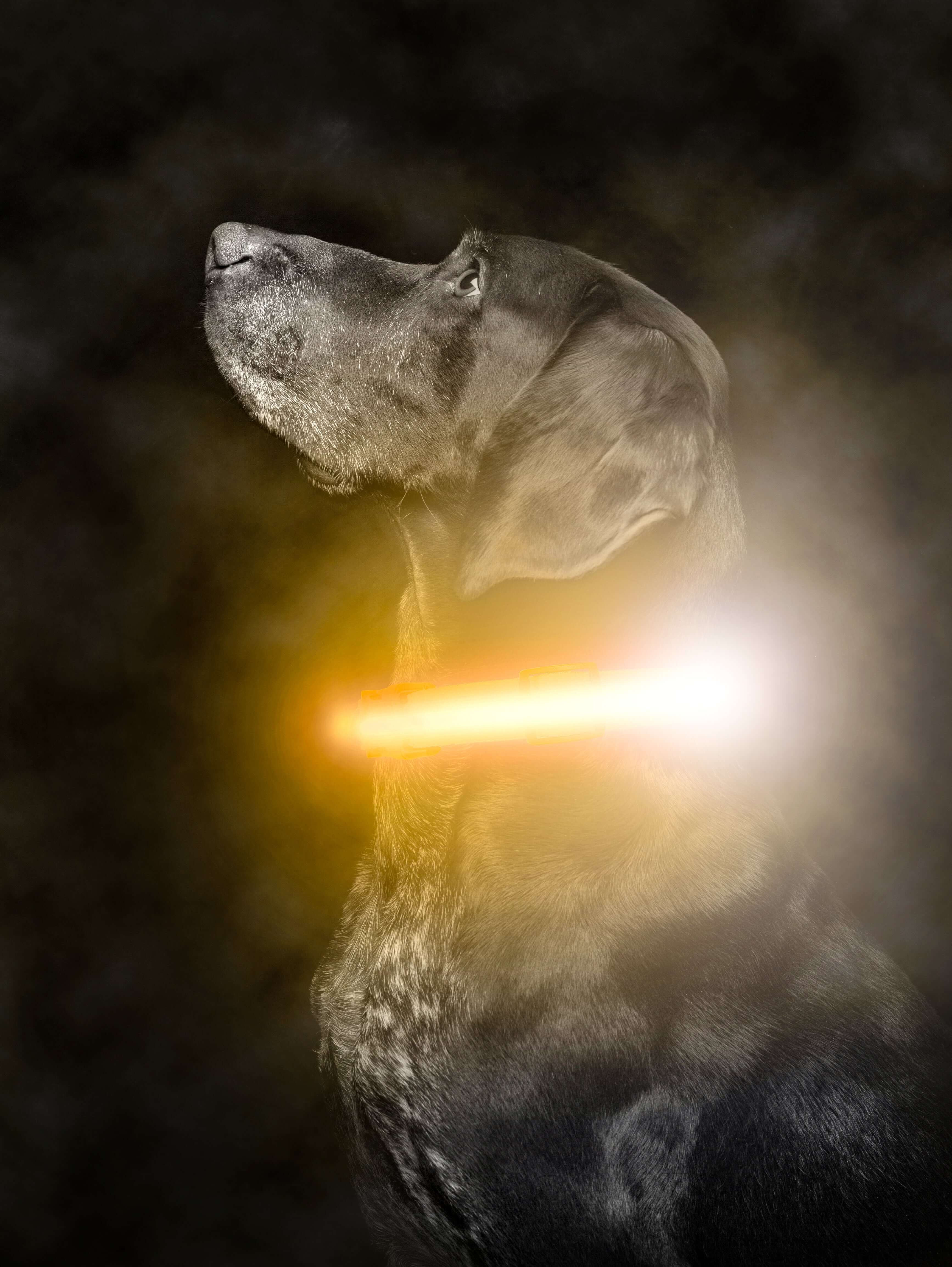 Weather-Resistant LED Collar