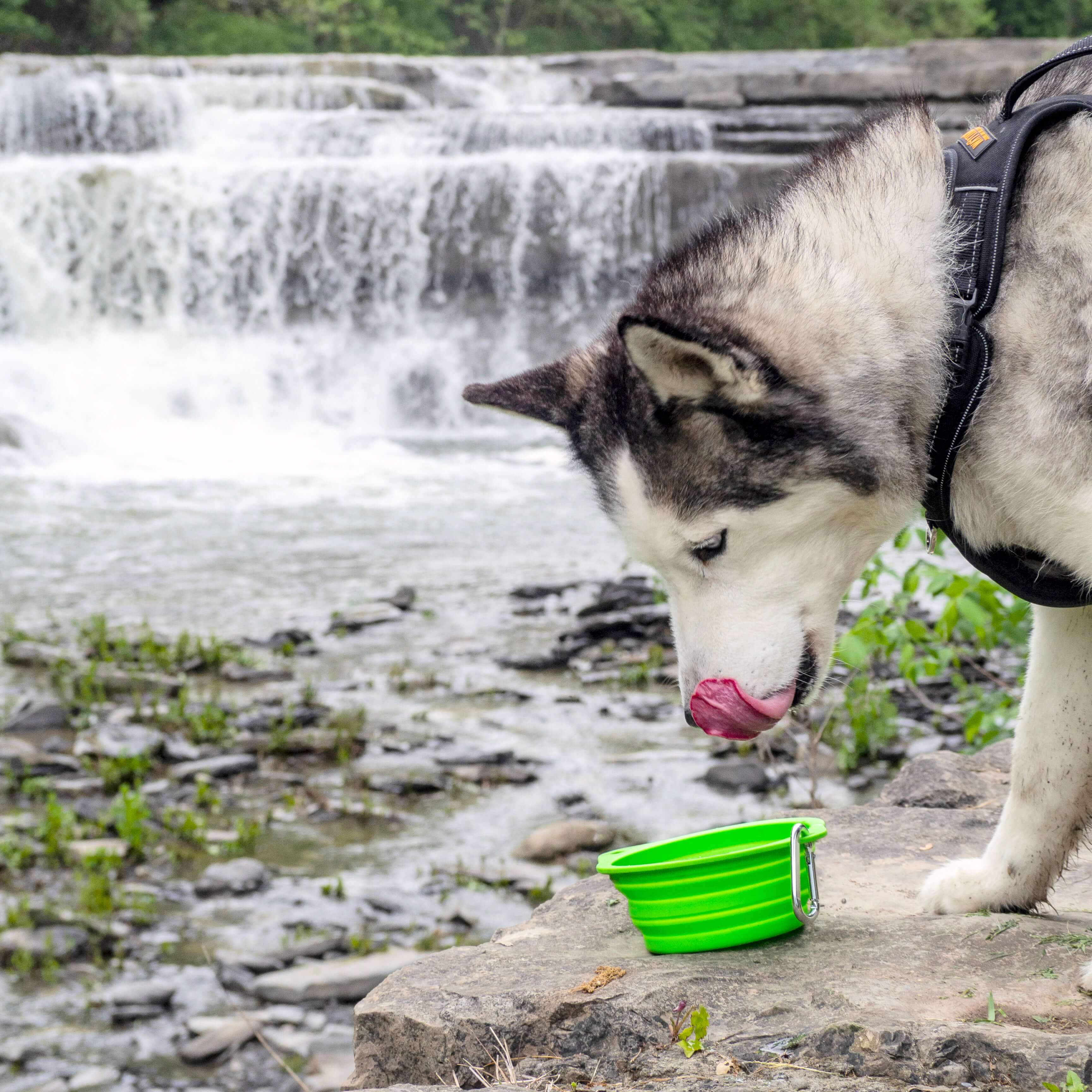 Collapsible Travel Dog Bowl Set