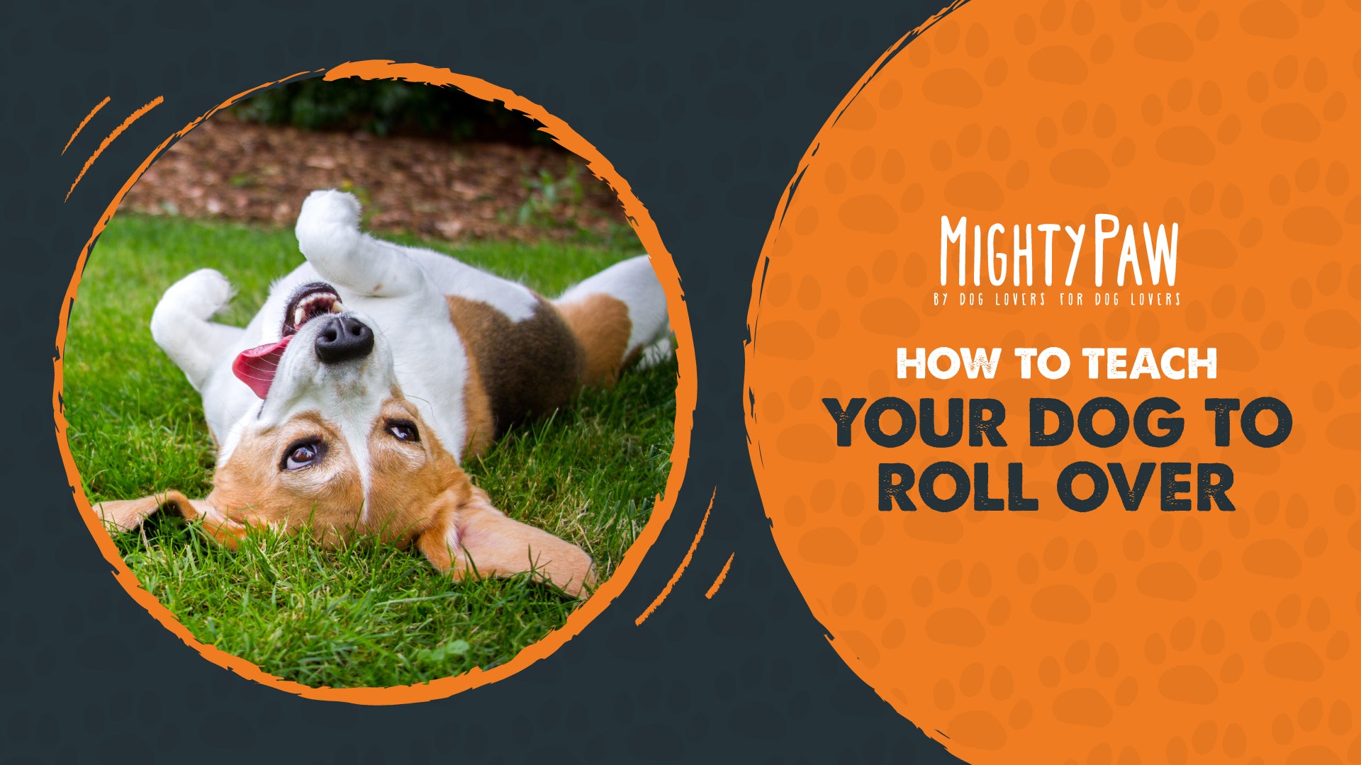 How to teach your dog to roll over