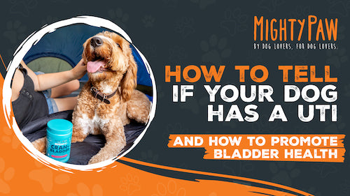 How to tell if your dog has a UTI – and how to promote bladder health