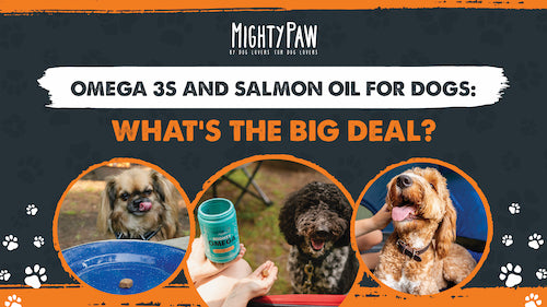 Omega 3s and salmon oil for dogs: what’s the big deal?