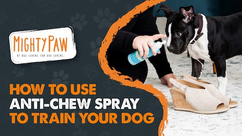 How to Use Anti-Chew Spray to Train your Dog