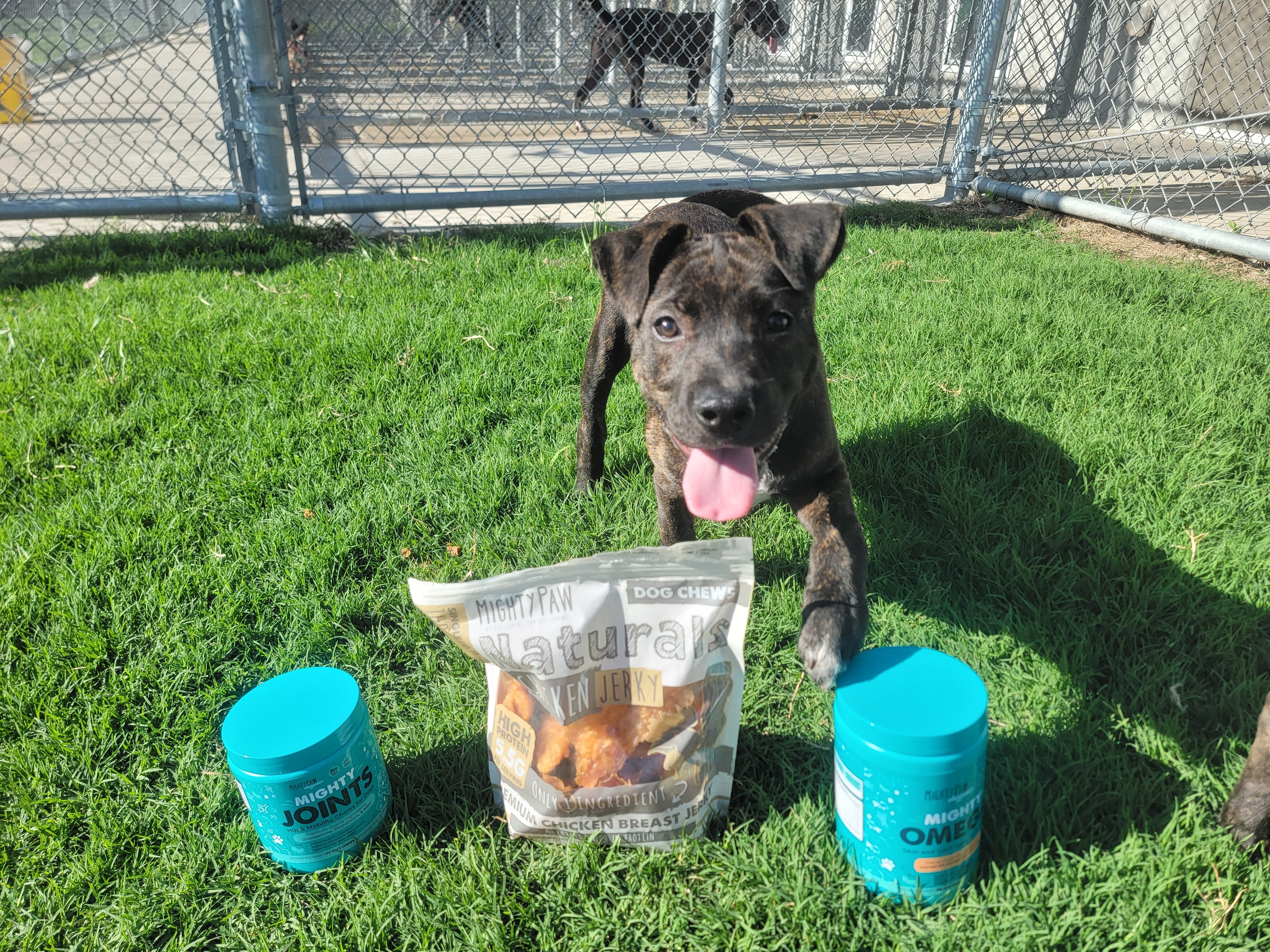 Brindle puppy stands in grass behind Mighty Paw supplements and treats.