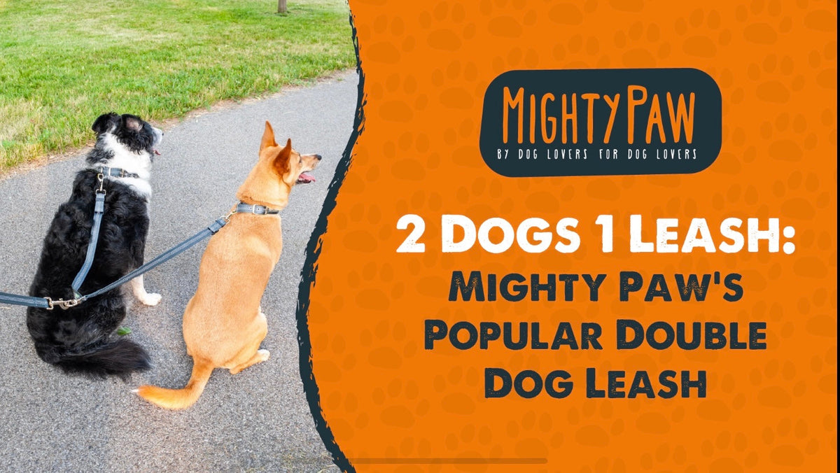 2 dogs top 1 leash