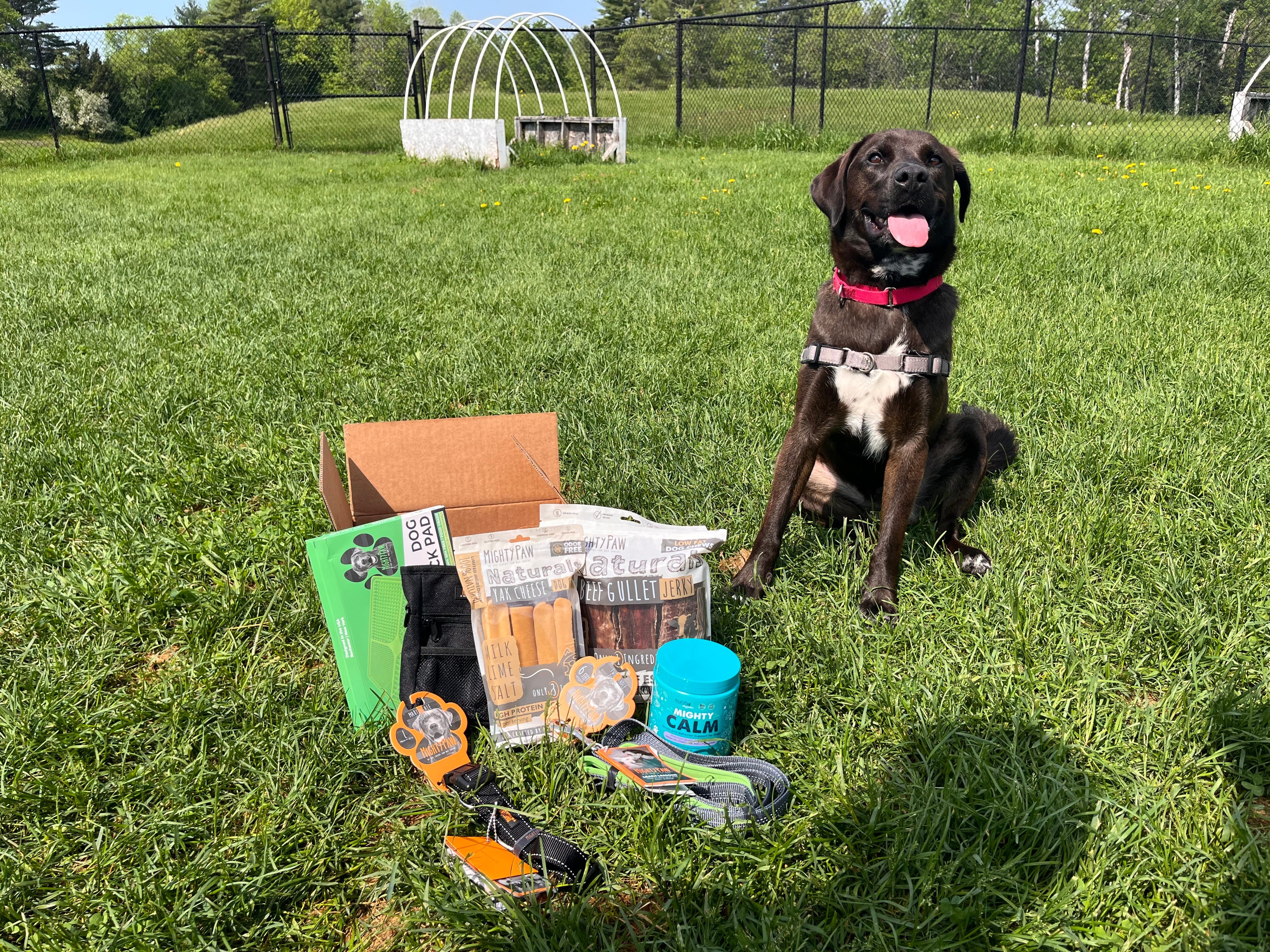 Black and white dog sits next to box with Mighty Paw products like yak chews, lick pad, leash, and calming supplement on the grass.