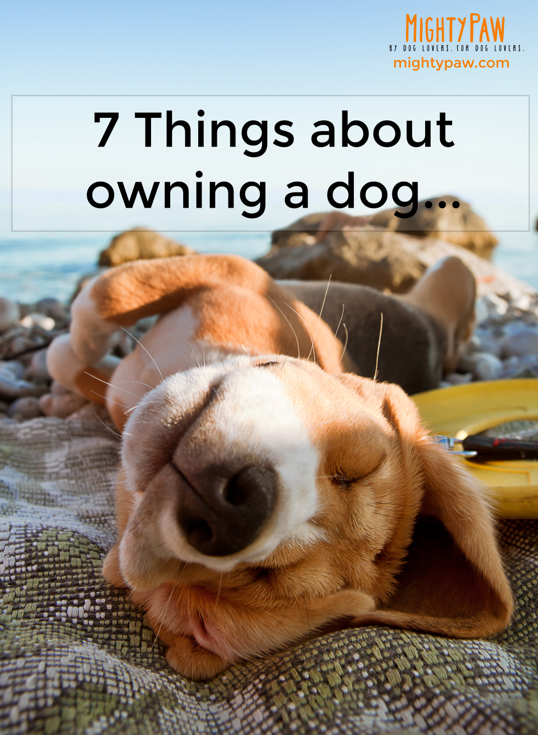 7 Things about owning a dog…