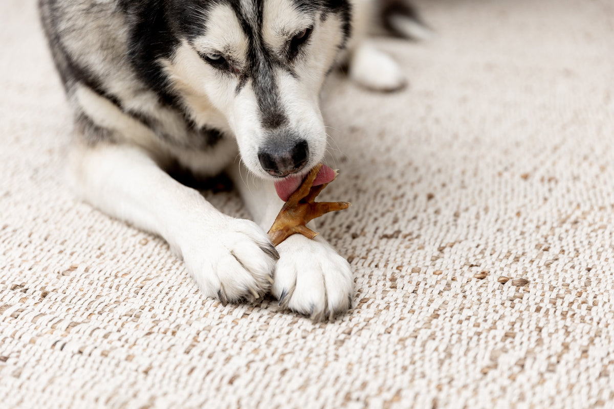 What Are The Benefits and How Often Can Dogs Eat Chicken Feet?