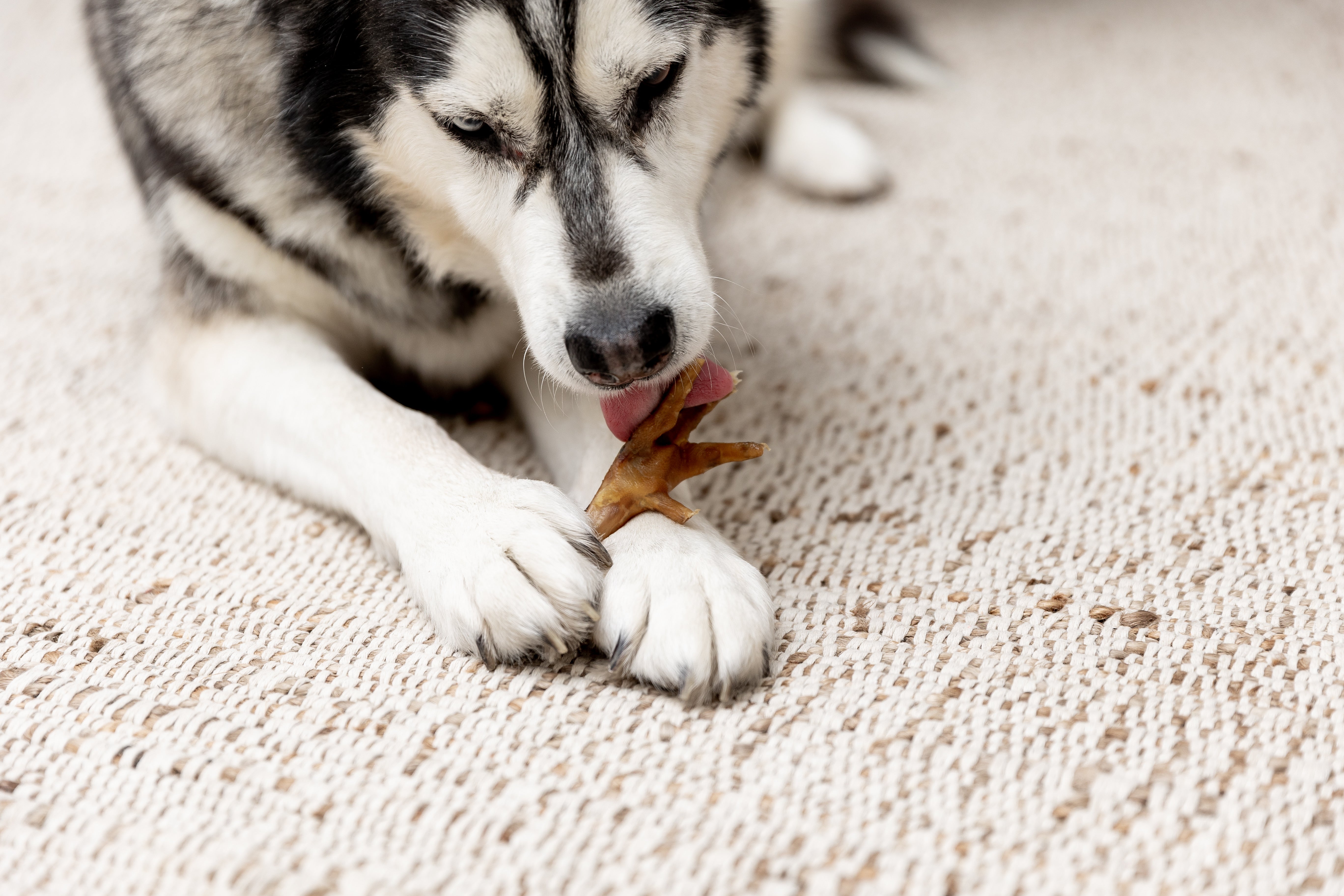 Husky dog eats Mighty Paw Chicken Feet on white carpet.