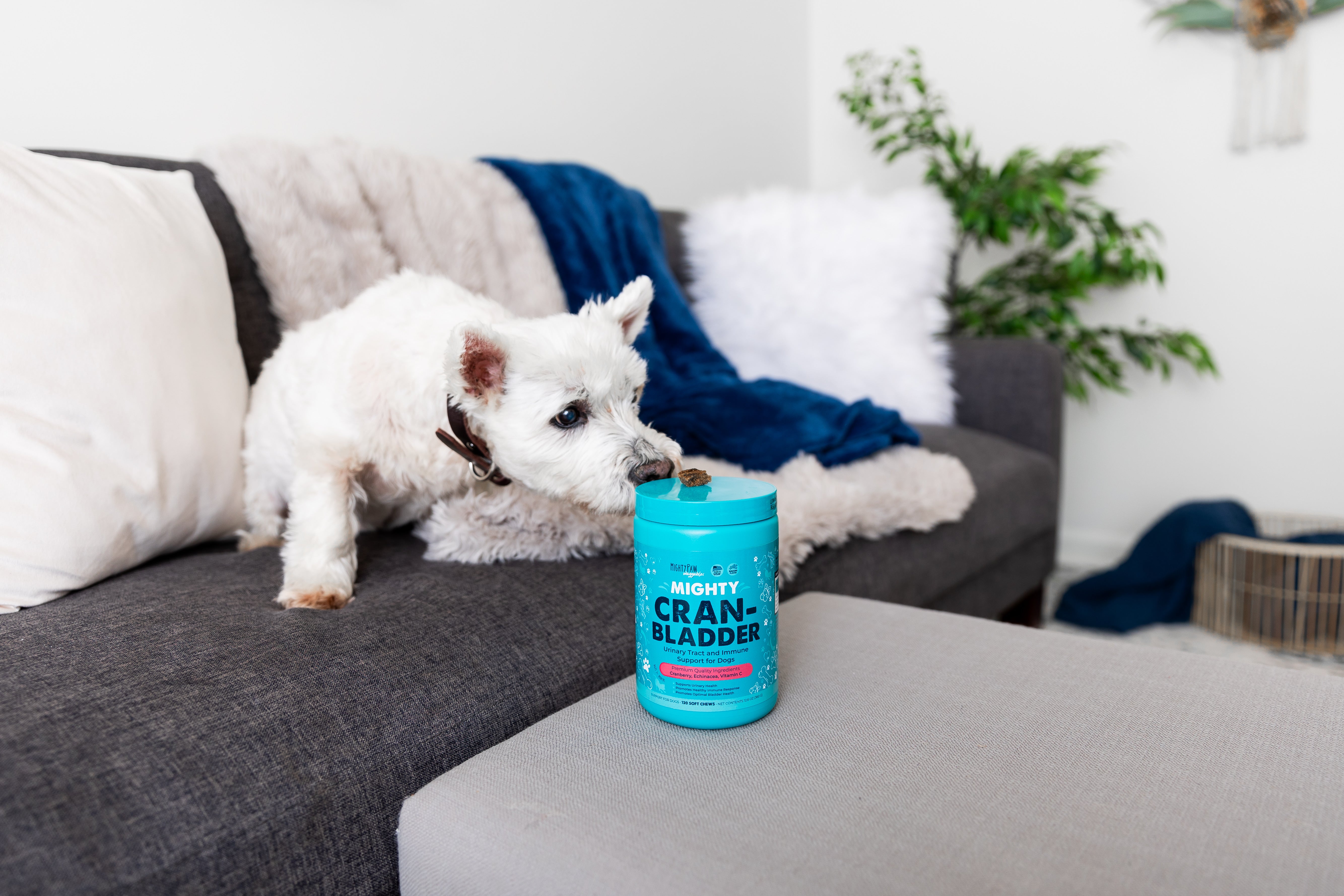 White dog sitting on couch sniffs Mighty Paw Cran-Bladder chew on jar.