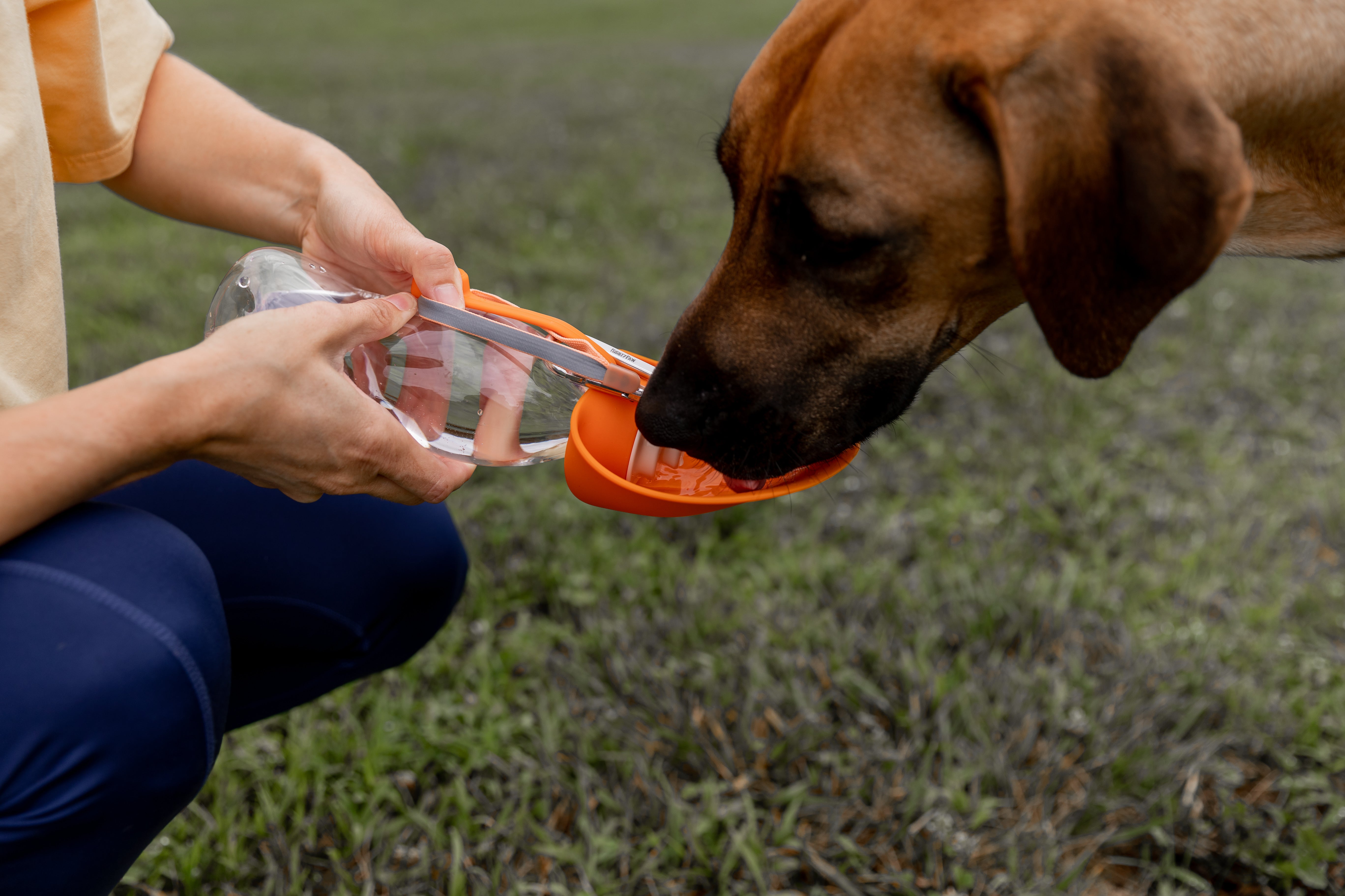 Is Your Dog Getting Enough Water?