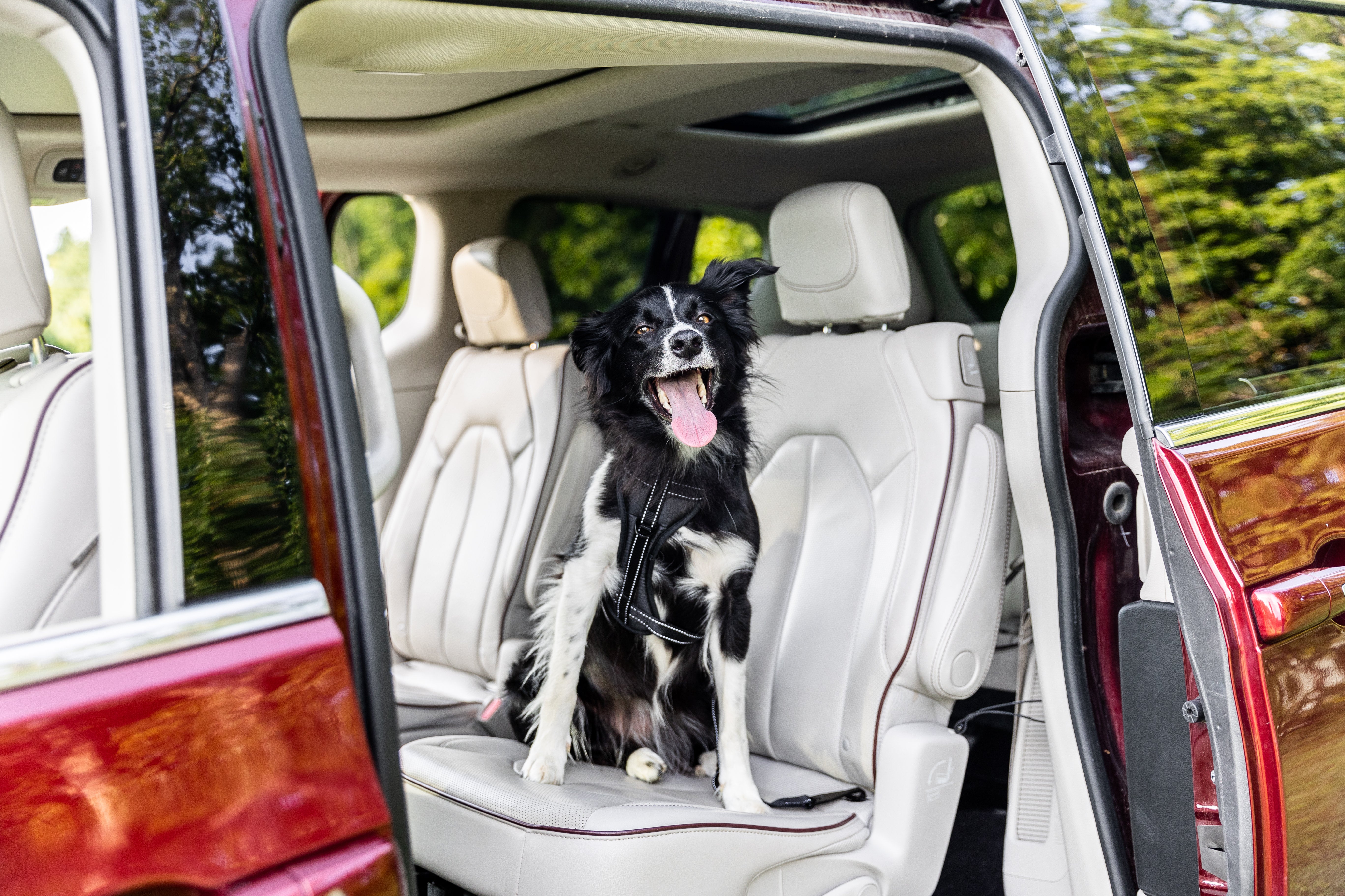 Black and white dog sitting in red minivan wearing the Mighty Paw Vehicle Harness and Safety Belt.