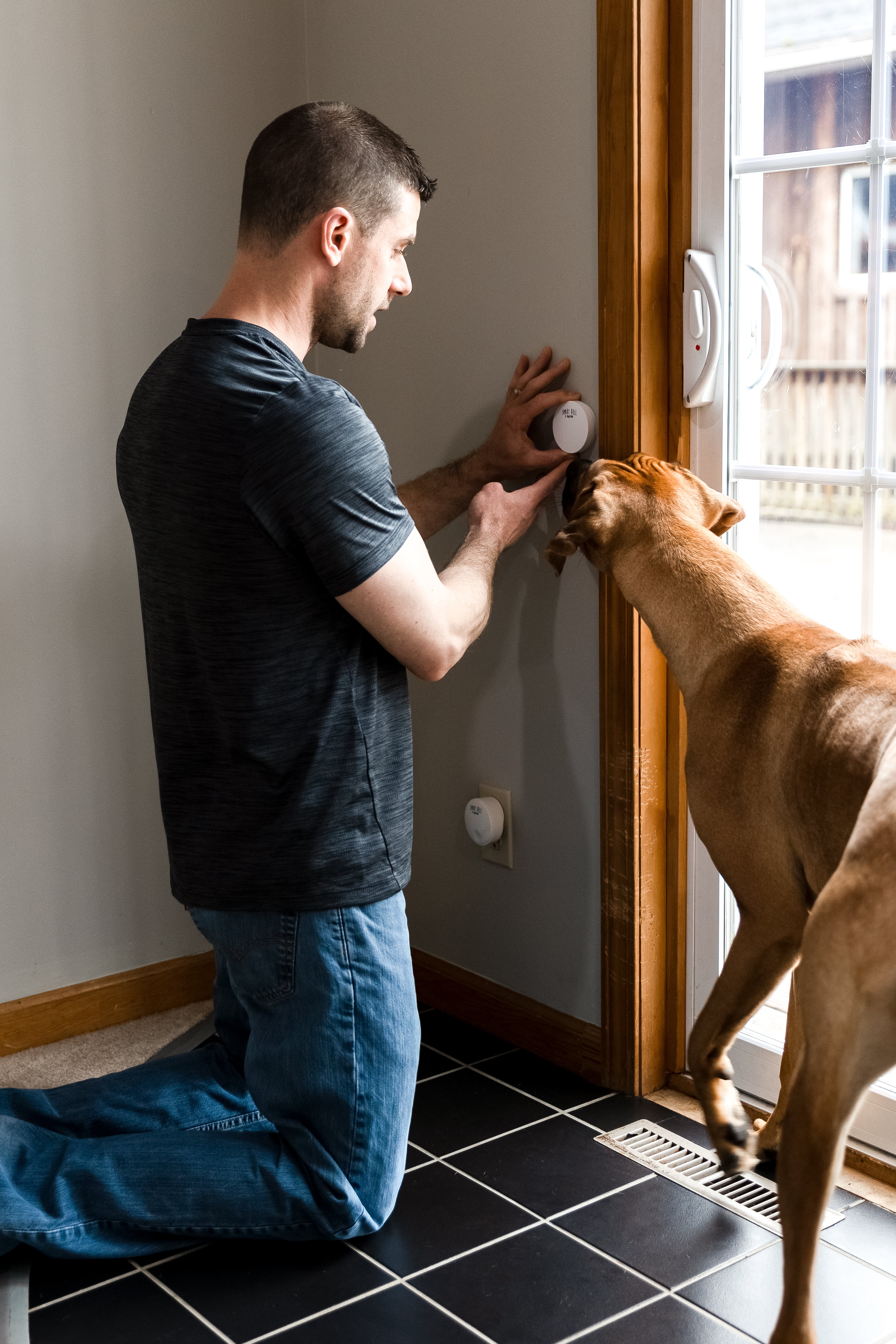 Man points at Mighty Paw Smart Bell and tan dog smells it with nose.