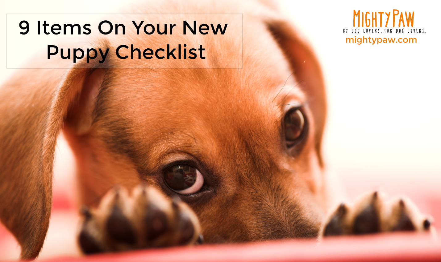 9 Items On Your New Puppy Checklist