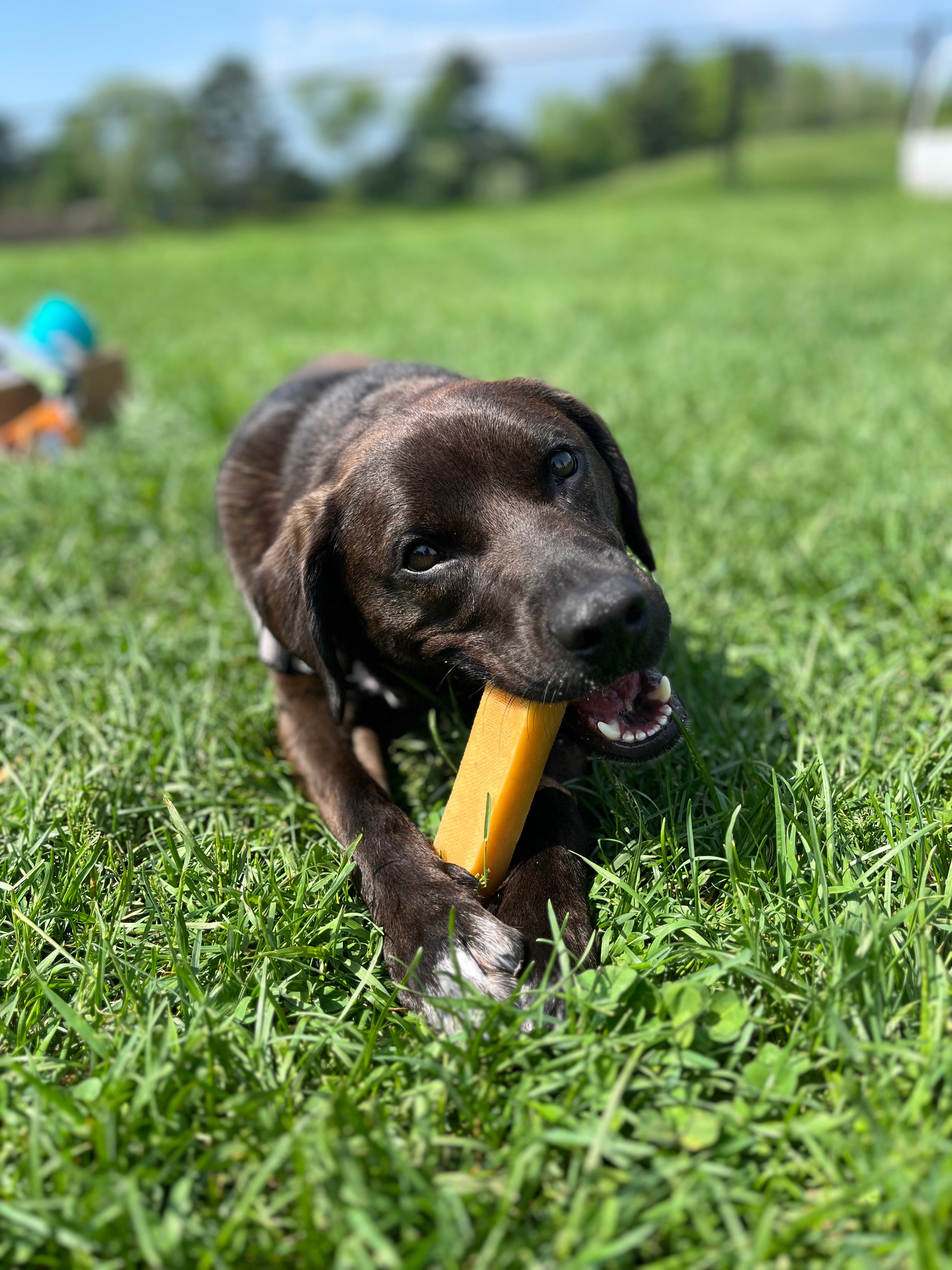 Black dog eating Mighty Paw Yak Chew in grass