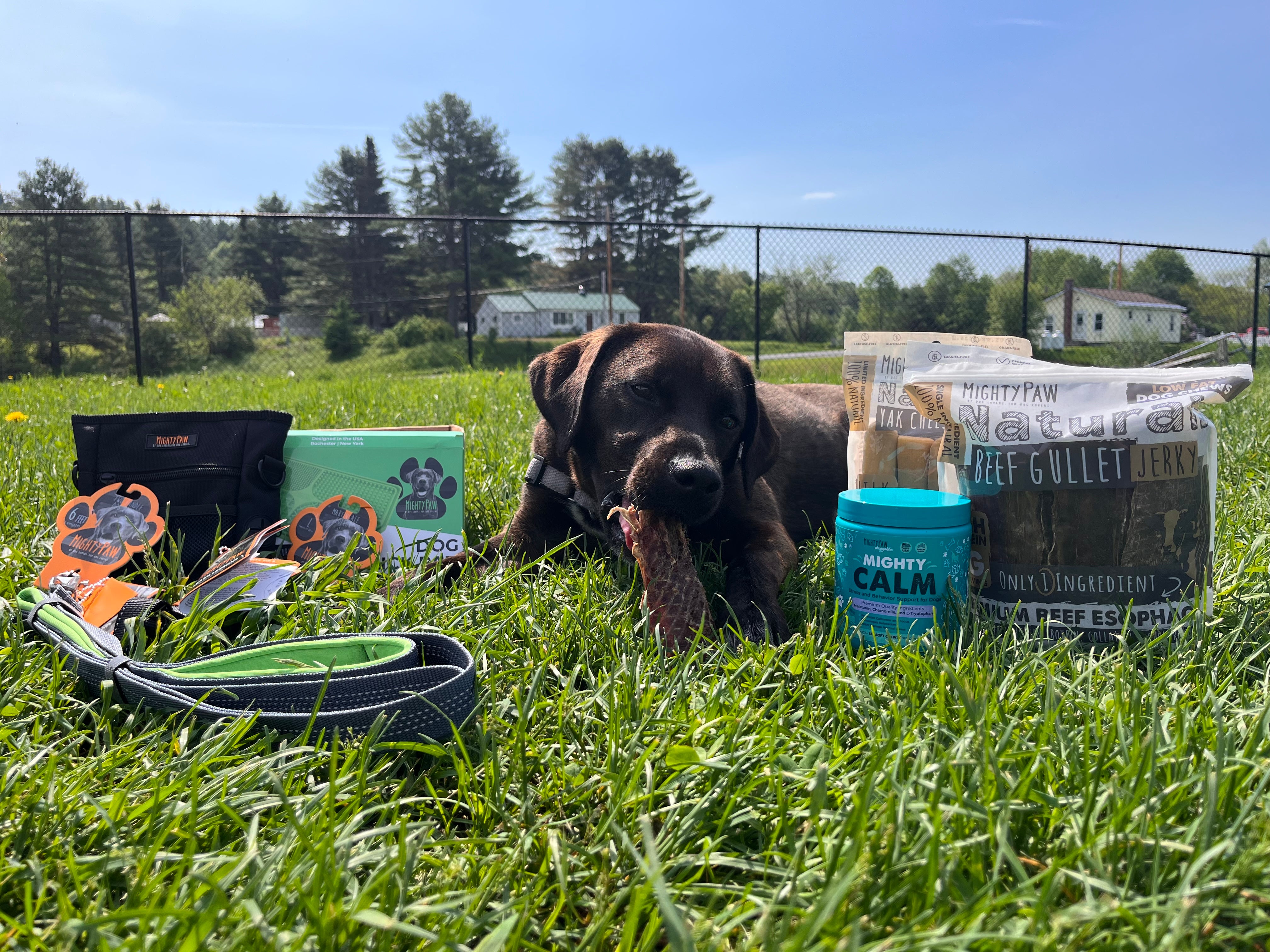 Brown dog sits in grass eating Mighty Paw chew next to Mighty Paw products.