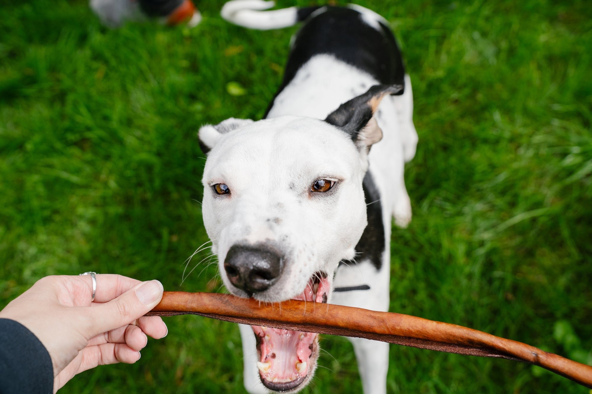 Close up of white and black dog about to chew on a Mighty Paw Collagen Stick
