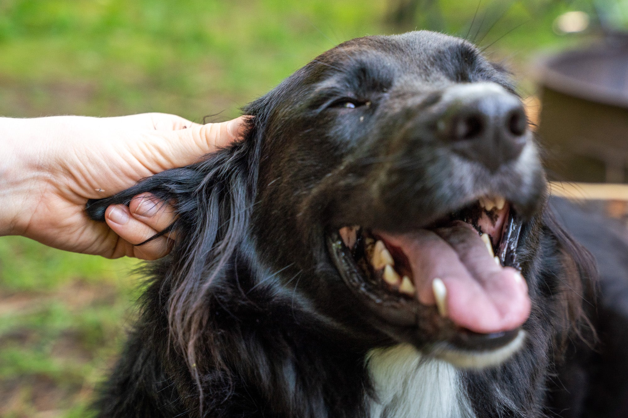Black dog gets ear scratched by person.