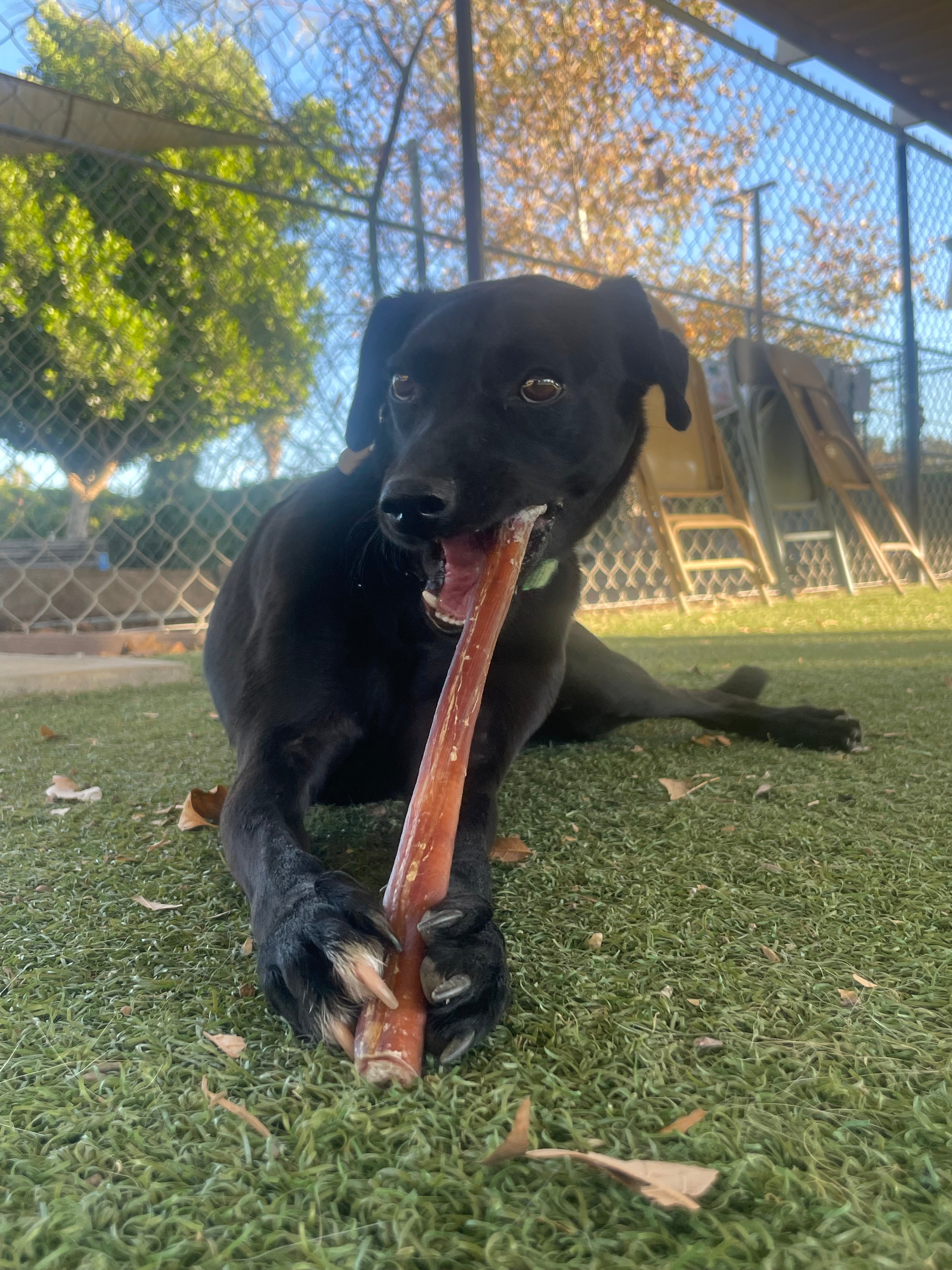 Black dog chews on a Mighty Paw Bully Stick outside in the grass.