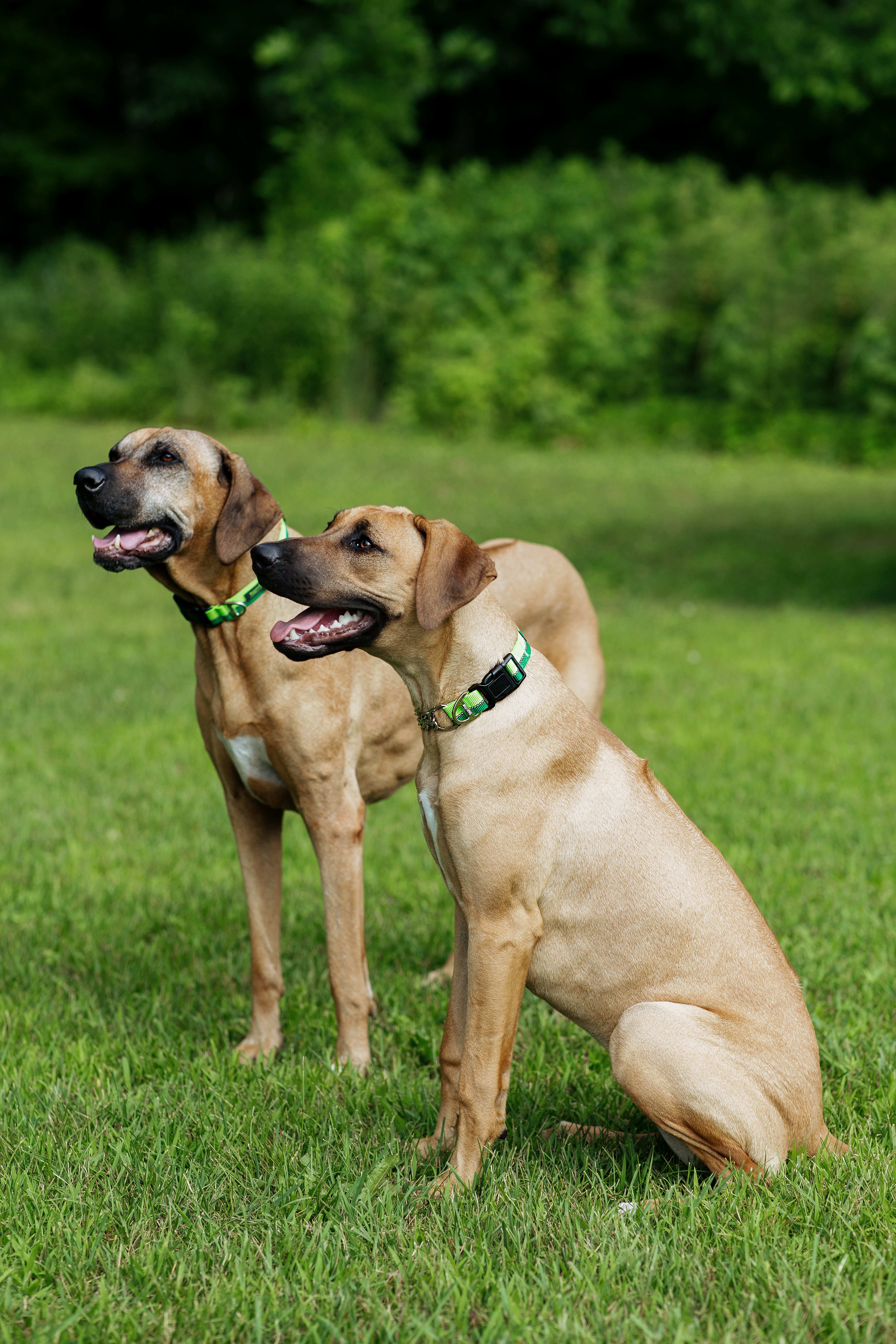 Two tan dogs sit in grass outside wearing green Mighty Paw collars.