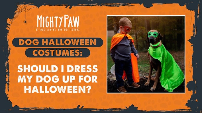 Dog Halloween Costumes: Should I Dress My Dog Up For Halloween?