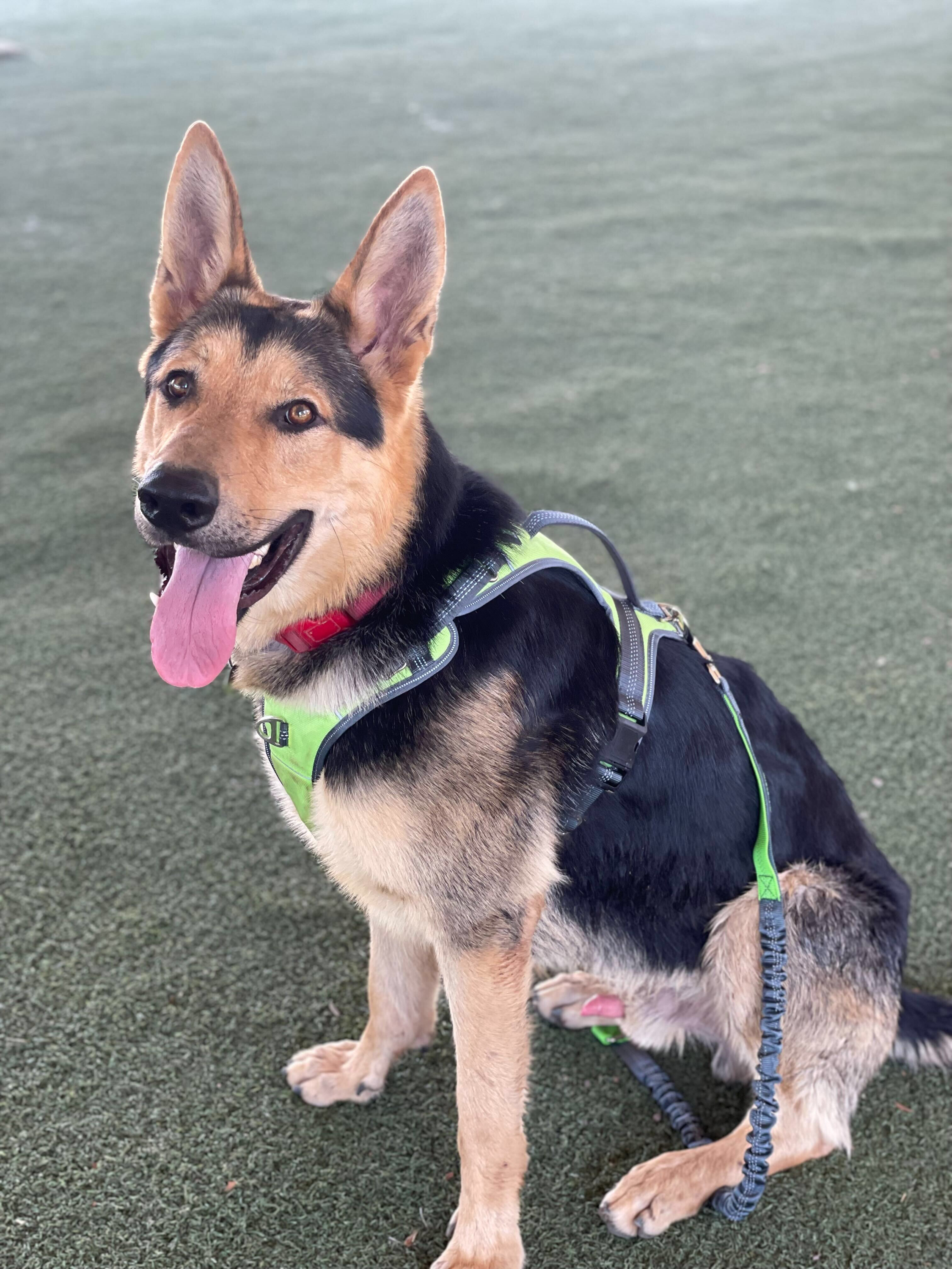 Tan and brown dog wearing green Mighty Paw harness and bungee leash sits outside with tongue out.