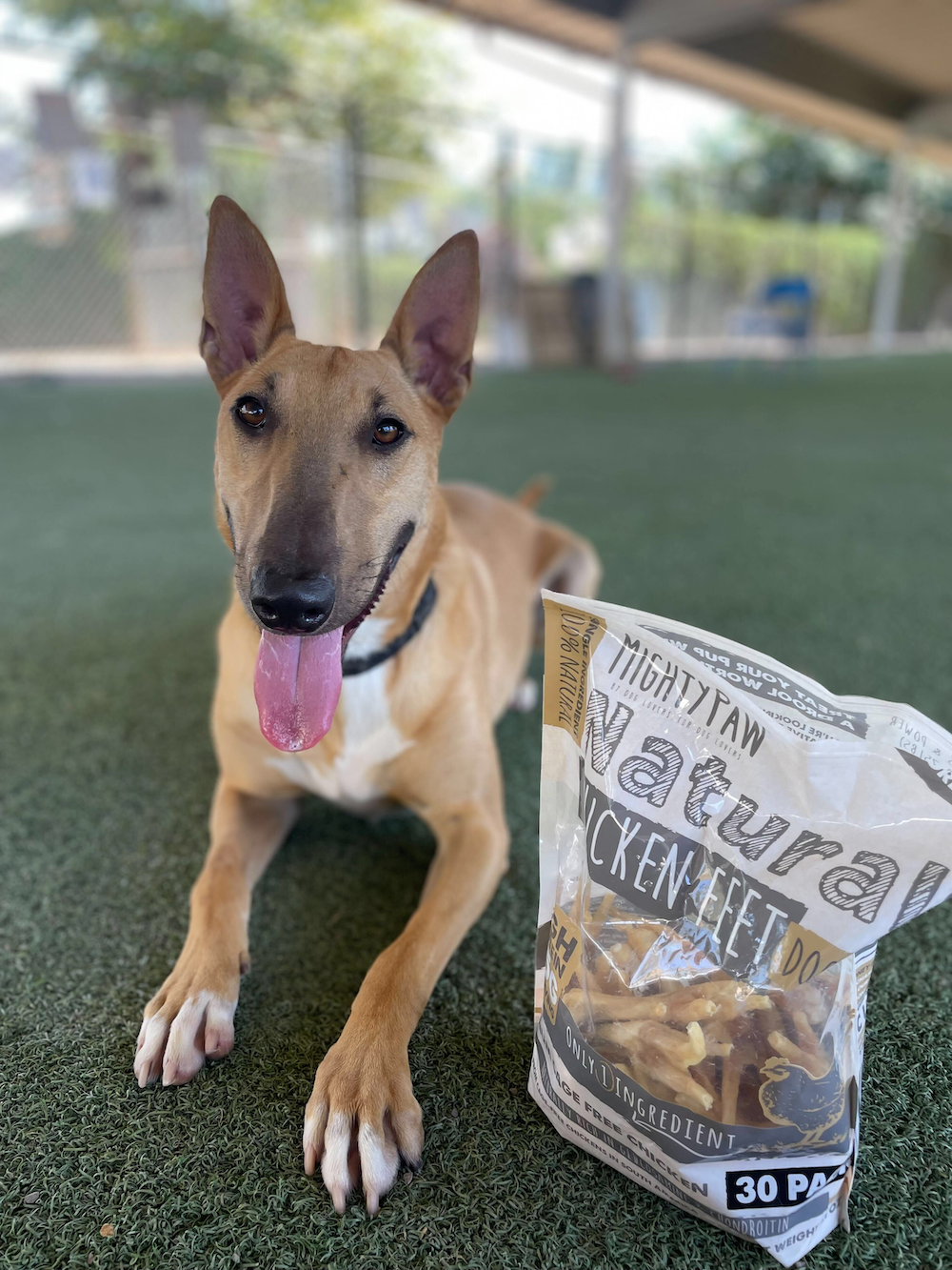 Chicken Feet for Dogs: Good or Bad for Your Pup?