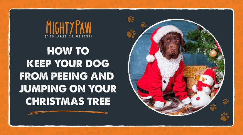 How to keep your dog from peeing and jumping on your Christmas tree