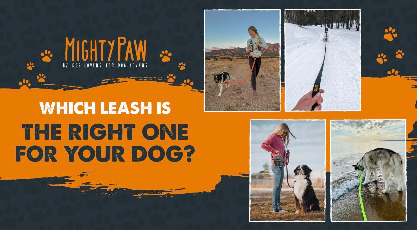 Which Leash Is The Right One For Your Dog?