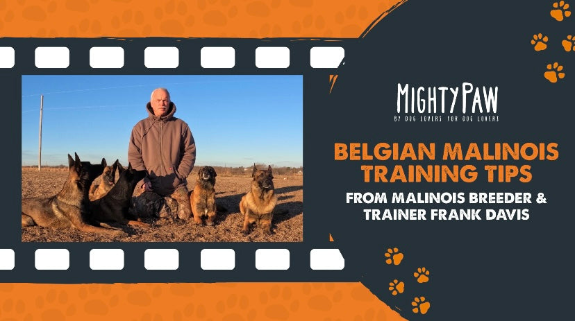 Belgian Malinois Training Tips From Malinois Breeder & Trainer Frank Davis