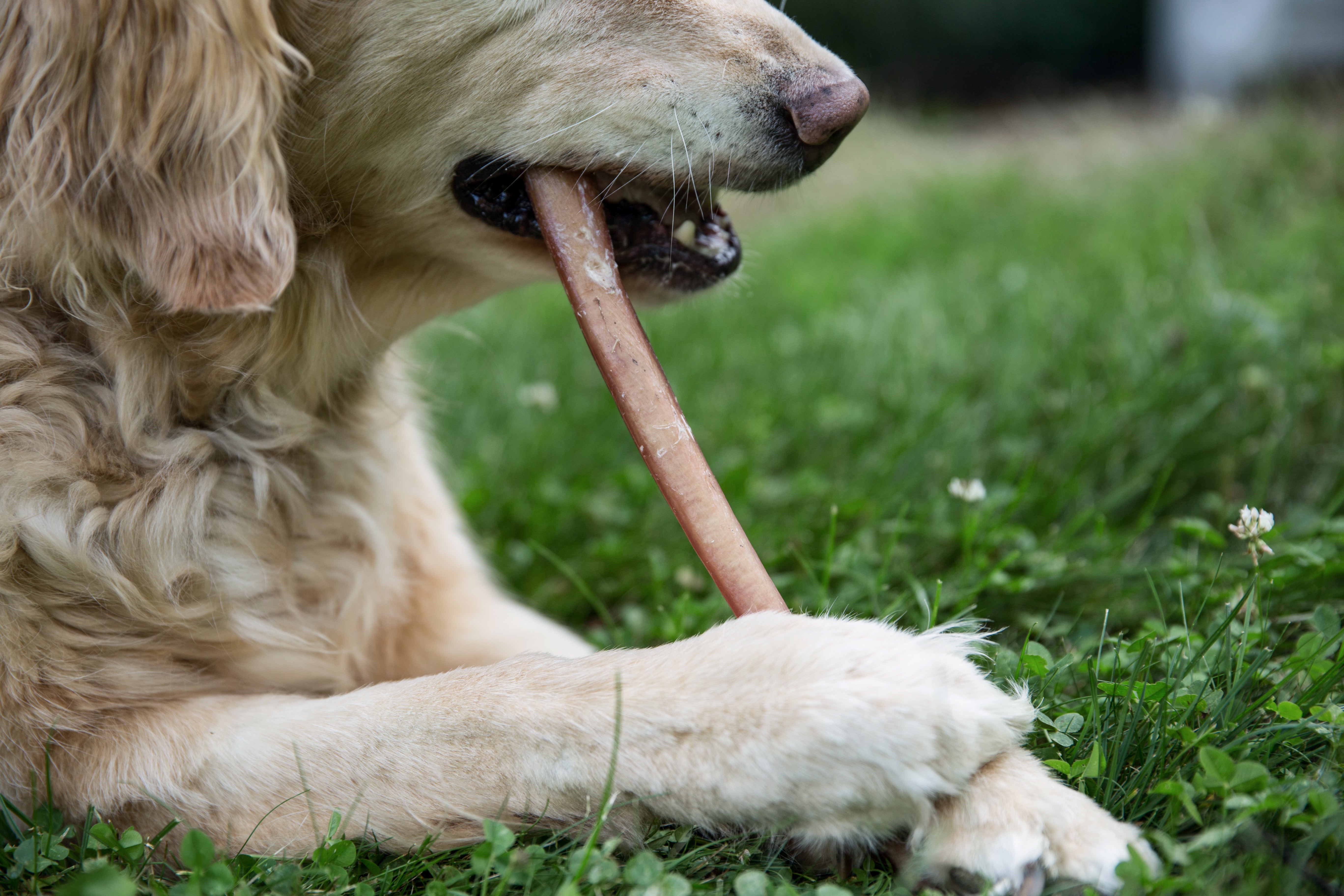 Golden Retriever chews on Mighty Paw bully stick in grass.