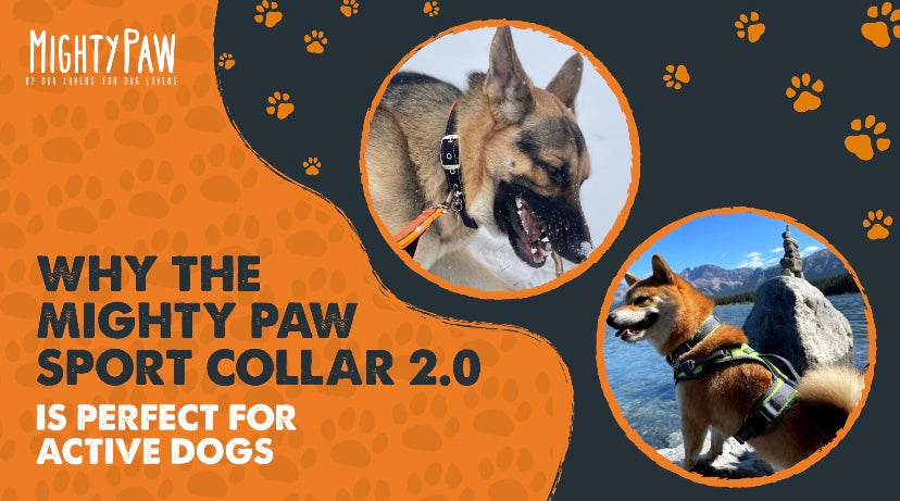 Why the Mighty Paw Sport Collar 2.0 is perfect for active dogs