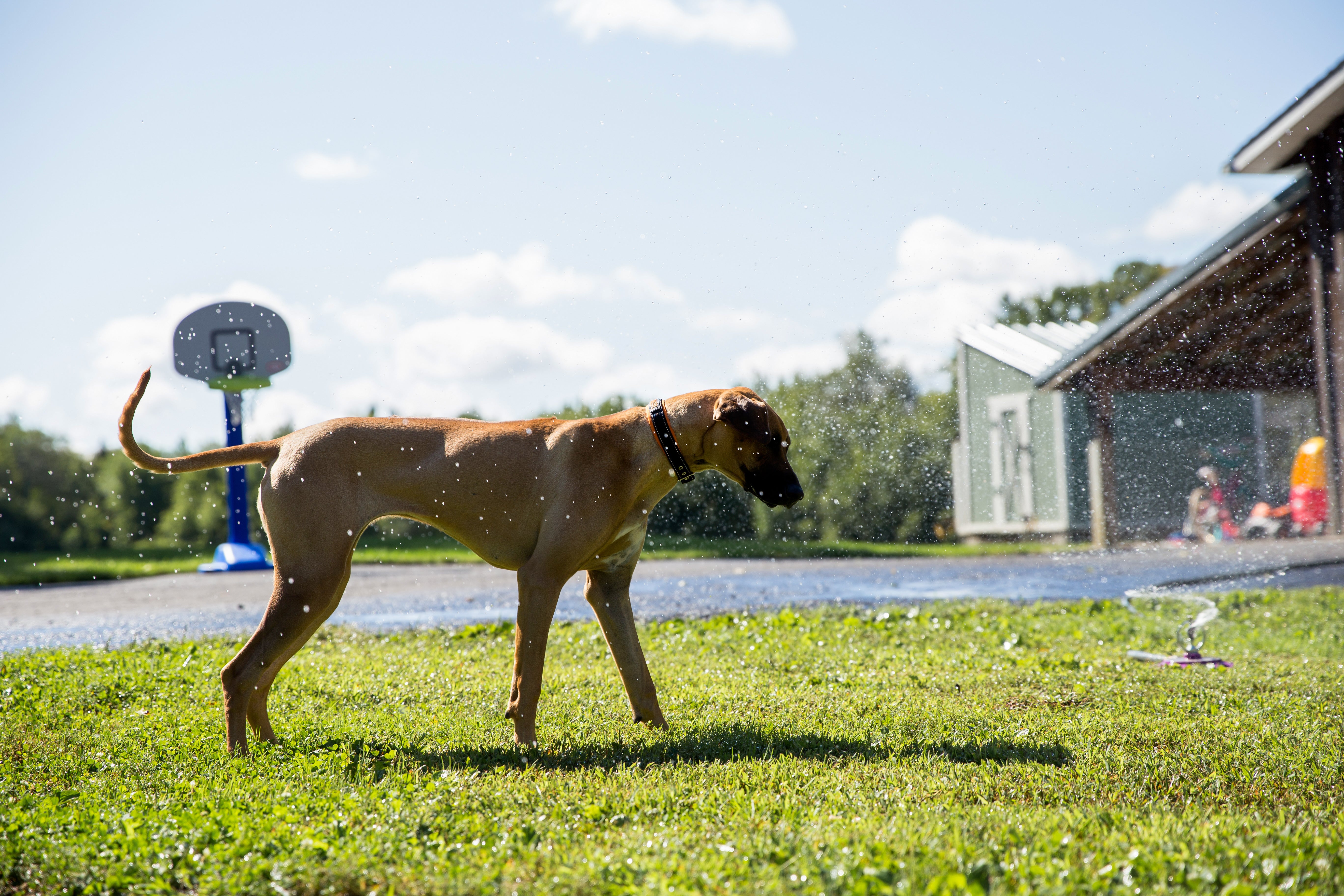 Tan dog wearing Mighty Paw collar outside playing in water sprinkler.