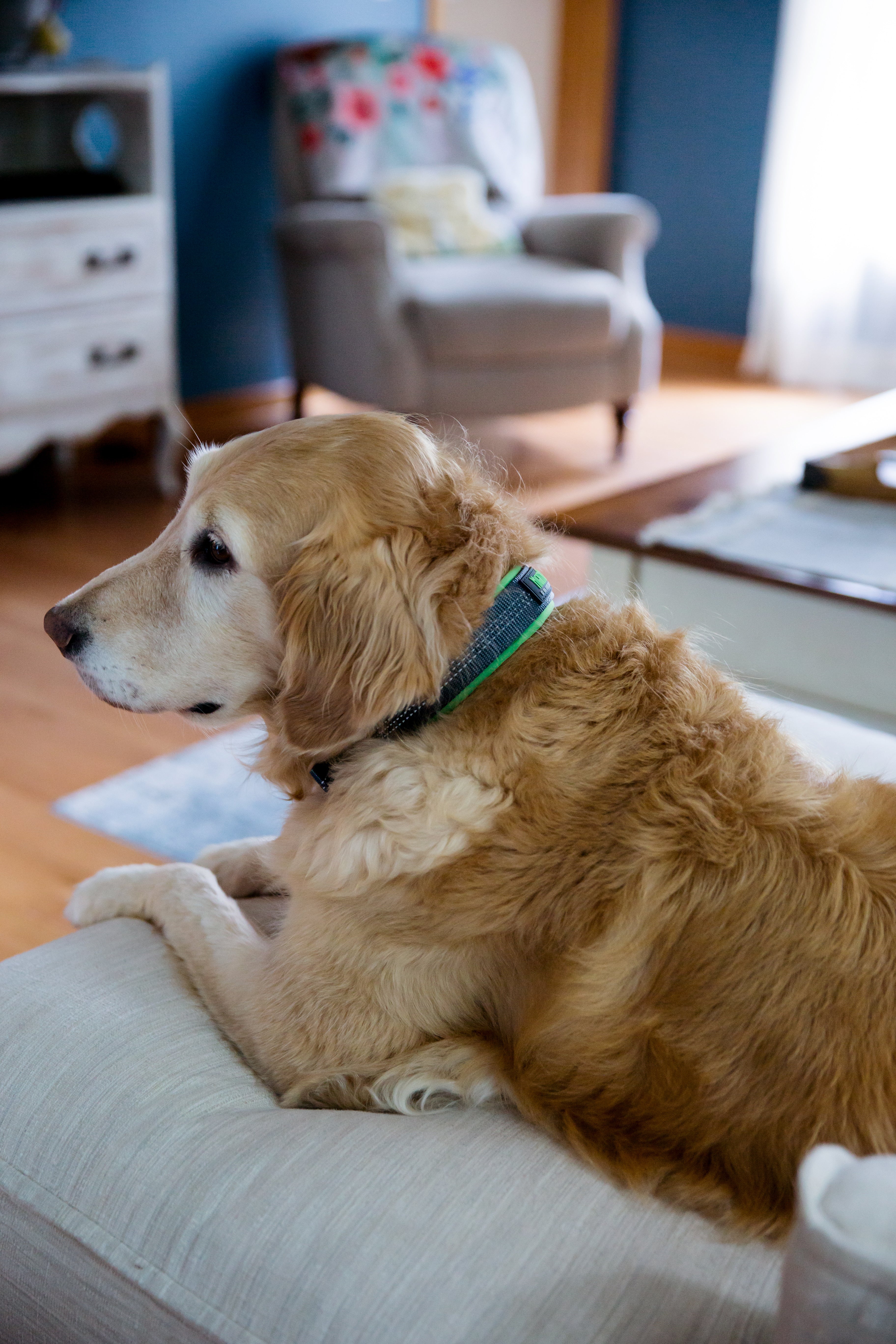 Golden dog laying on couch in Mighty Paw collar.