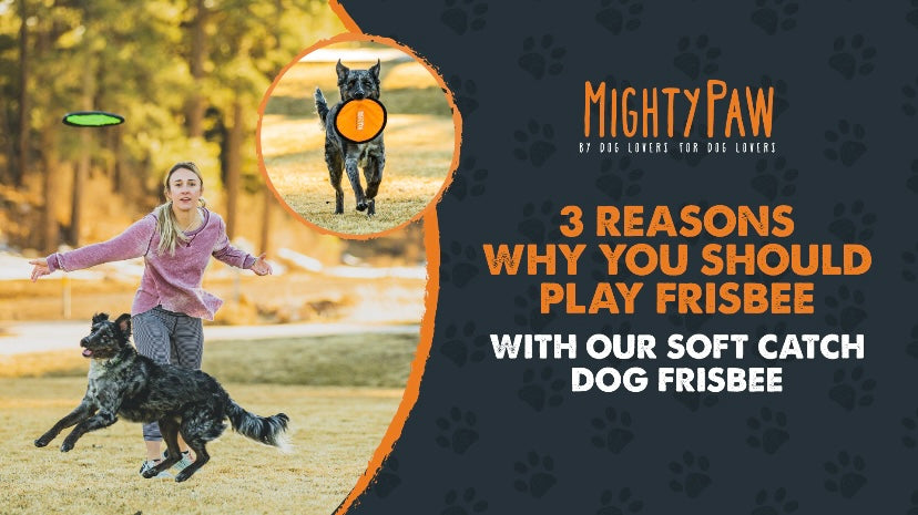 3 Reasons Why You Should Play Frisbee With The Mighty Paw Soft Catch Dog Frisbee
