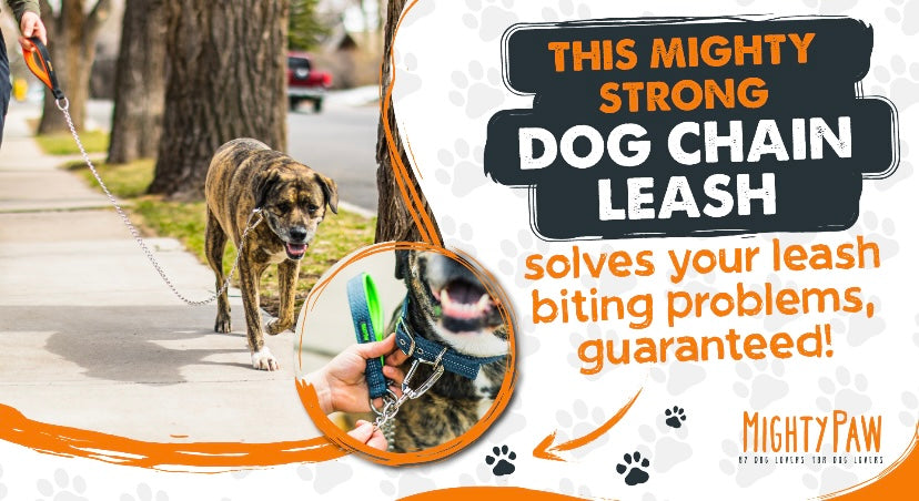 This Mighty Strong Dog Chain Leash Solves Your Leash Biting Problems, Guaranteed!