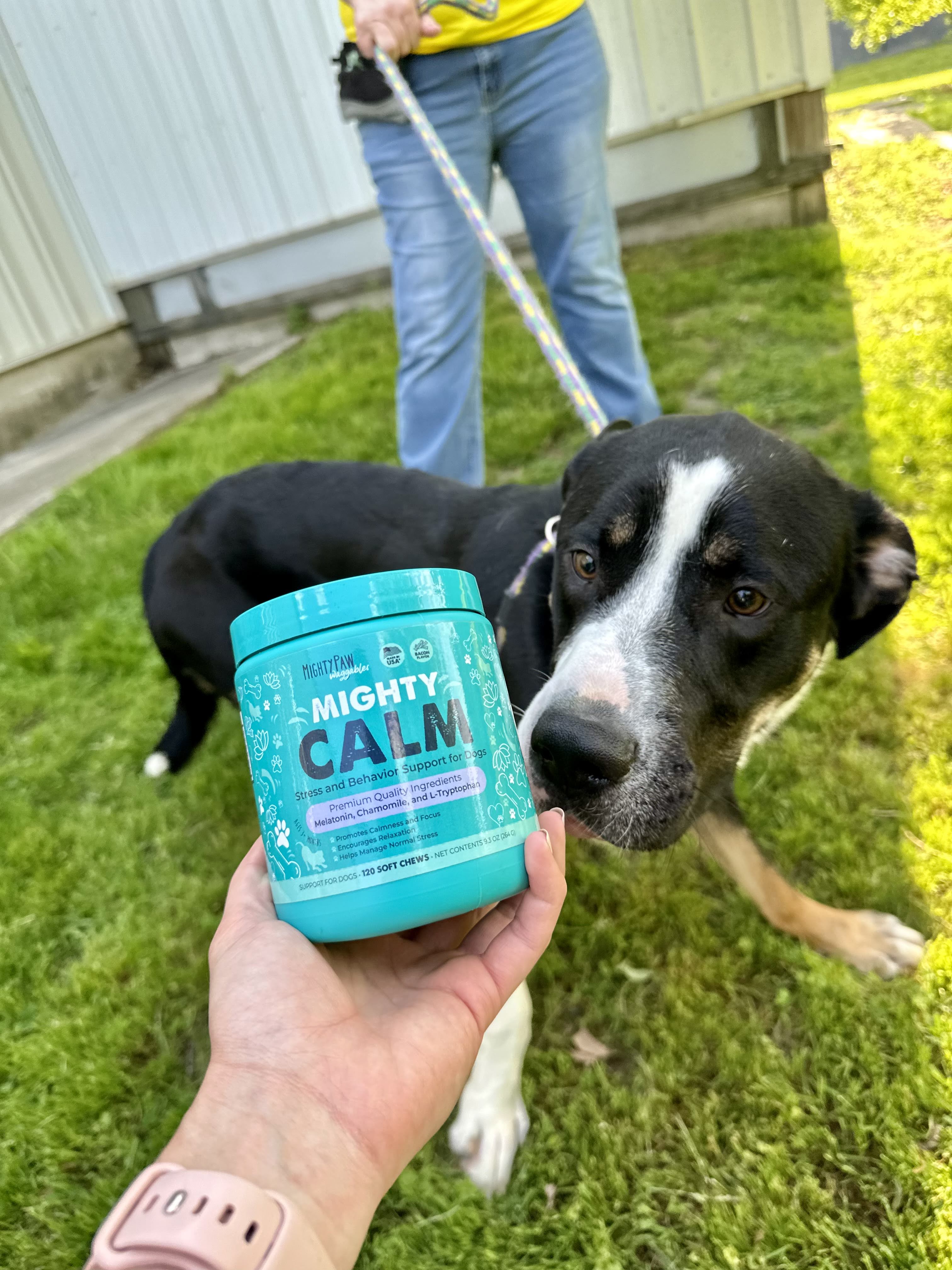 How to Calm a Dog with Anxiety