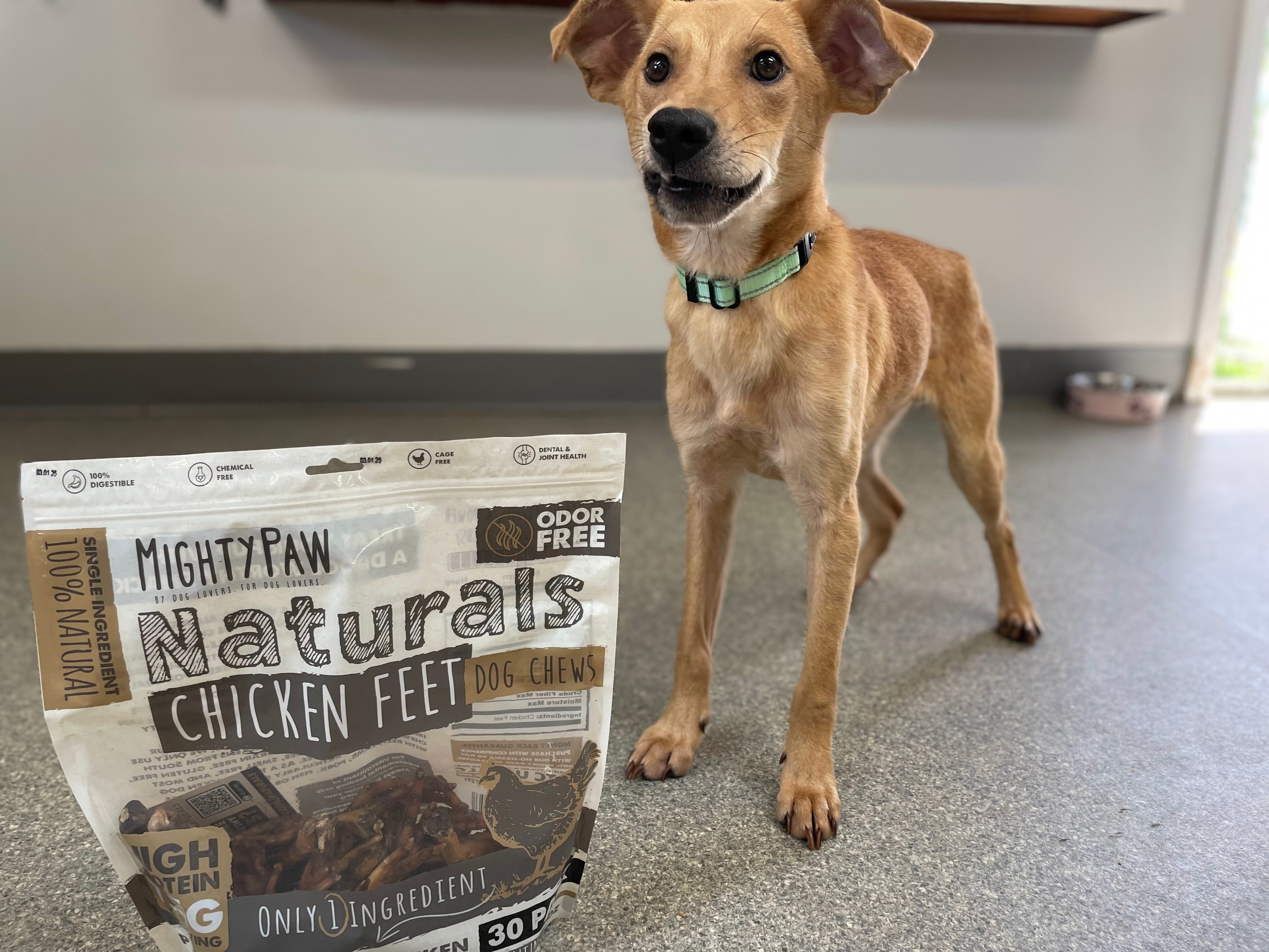 Small tan puppy stands next to Mighty Paw Chicken Feet bag.