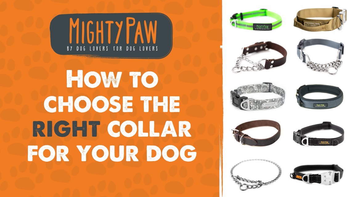 How To Choose The Right Collar For Your Dog